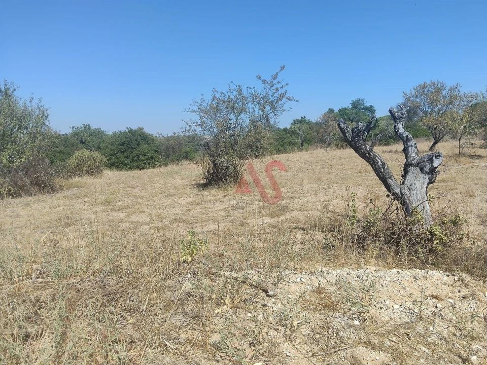 Terreno Agricola ou Rústico para Venda em Guia Foto 4