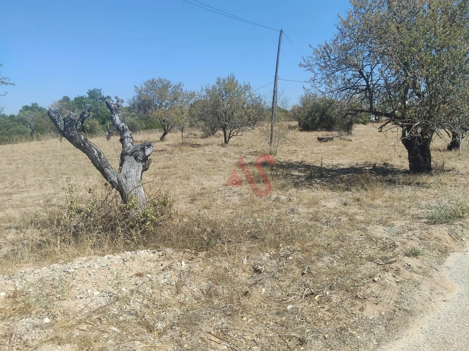 Terreno Agricola ou Rústico para Venda em Guia Foto 5