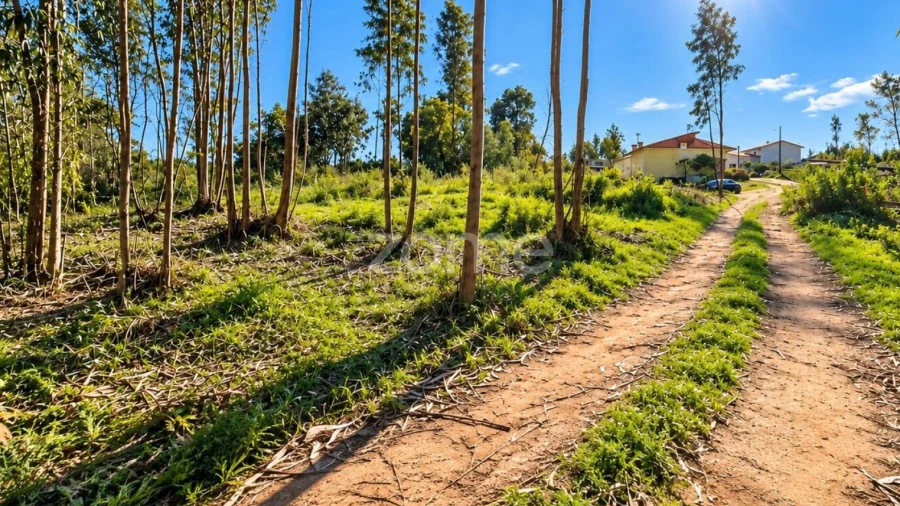 Terreno para Venda em Eiras e São Paulo de Frades