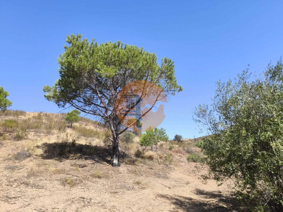 Terreno para Venda em Conceição e Cabanas de Tavira Foto 10
