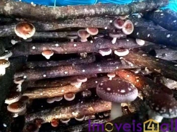 Terreno para Venda em Resende