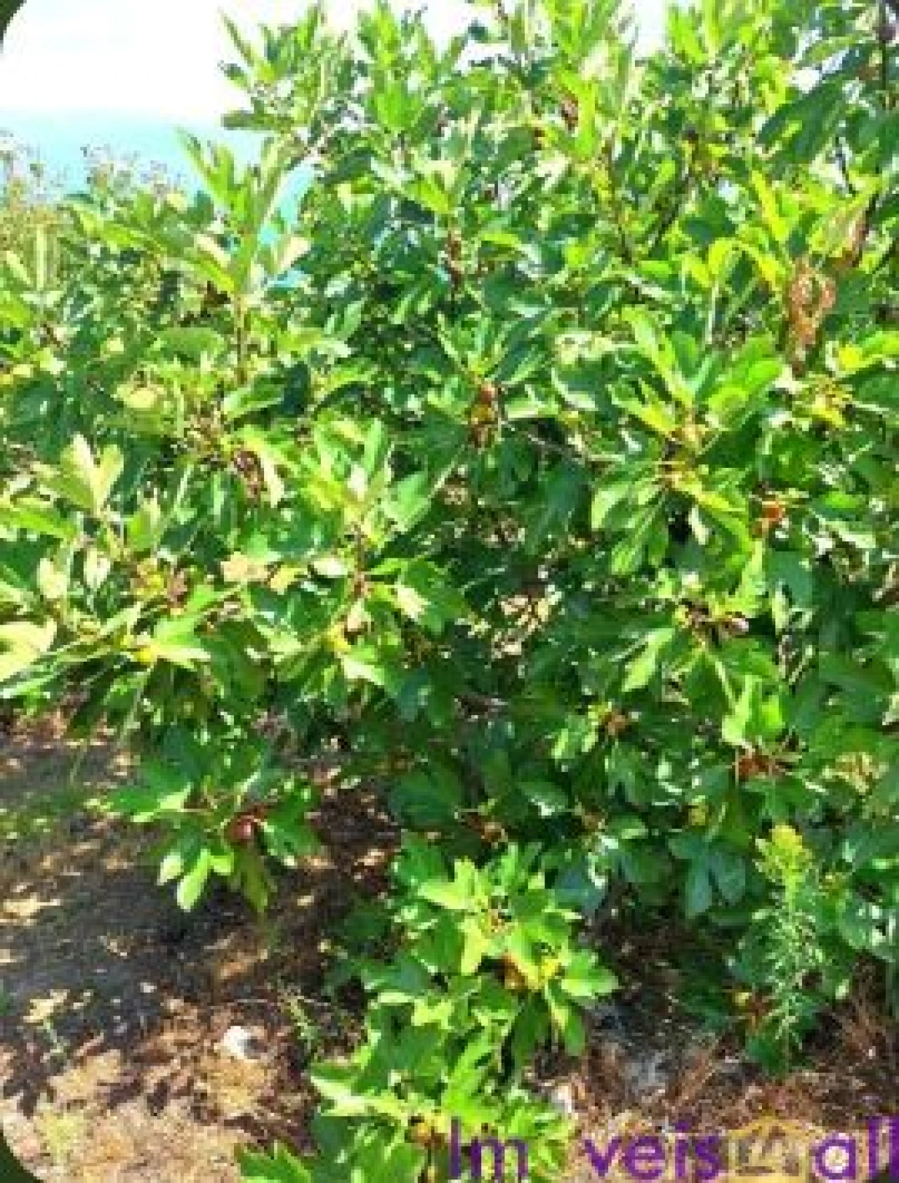 Terreno para Venda em Resende Foto 22