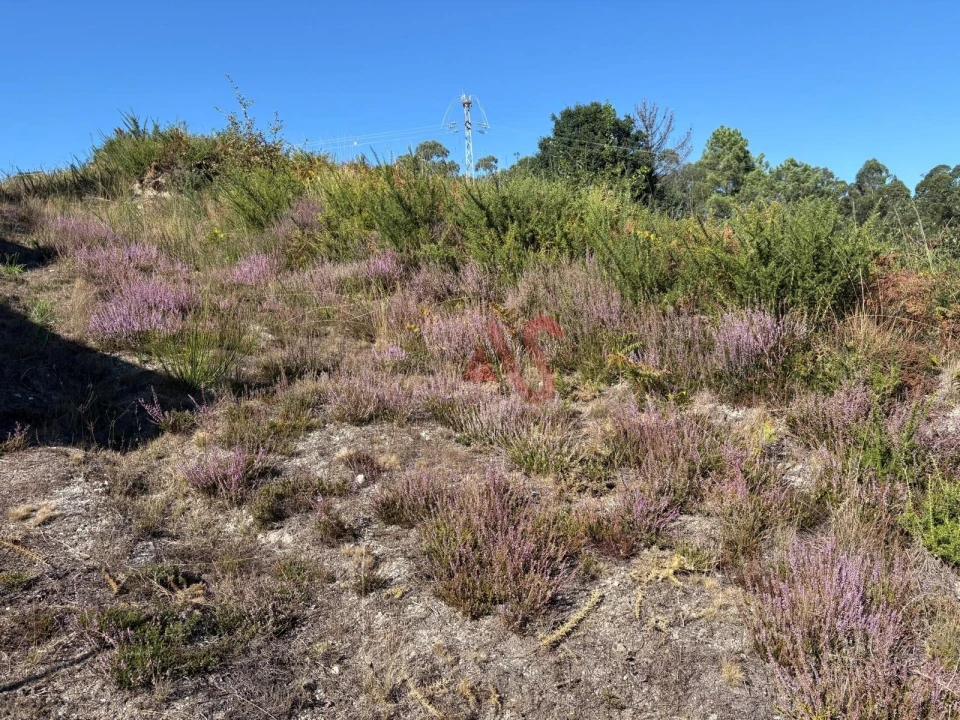 Terreno para Venda em Silvares (São Martinho) Foto 3