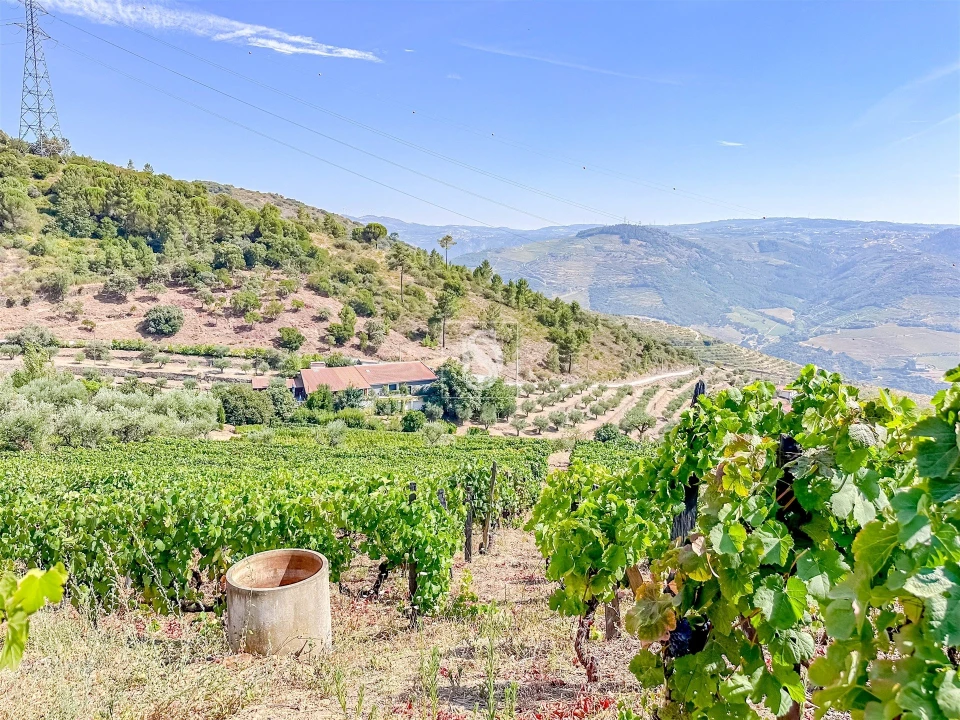 Terreno Agricola ou Rústico para Venda em Poiares e Canelas Foto 15