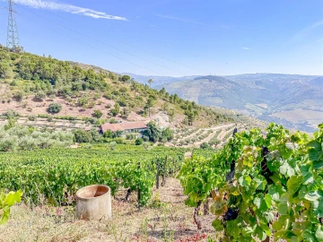 Terreno Agricola ou Rústico para Venda em Poiares e Canelas