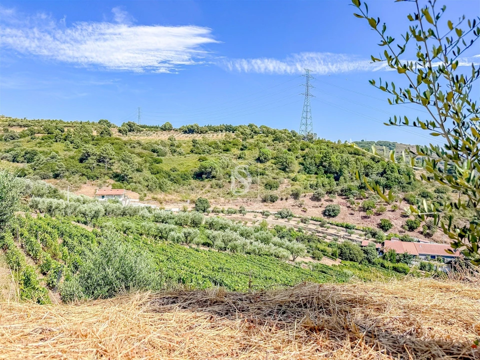 Terreno Agricola ou Rústico para Venda em Poiares e Canelas Foto 18