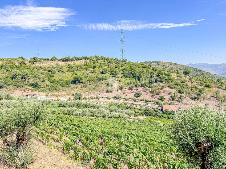 Terreno Agricola ou Rústico para Venda em Poiares e Canelas Foto 16