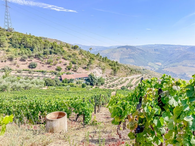 Terreno Agricola ou Rústico para Venda em Poiares e Canelas Foto 15