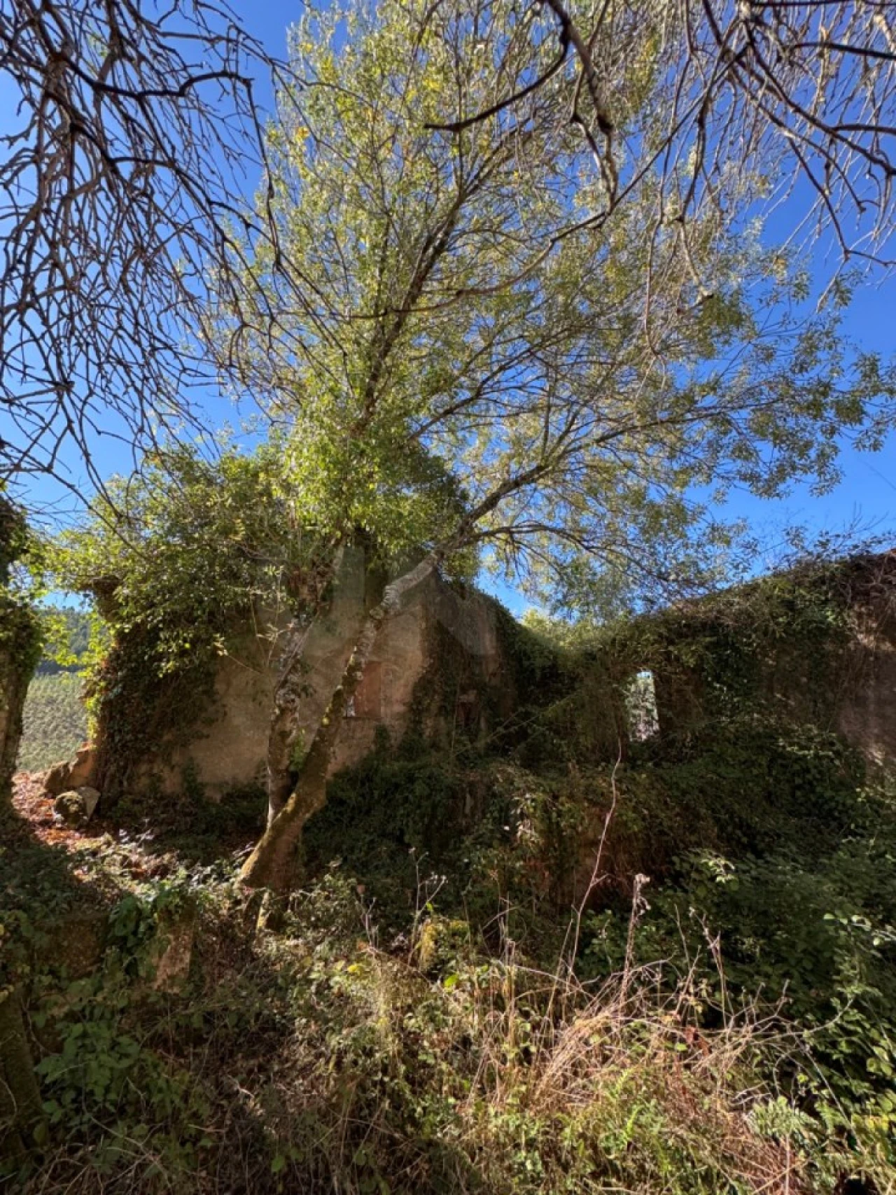 Moradia T4 para Venda em Nossa Senhora do Pópulo, Coto e São Gregório Foto 15
