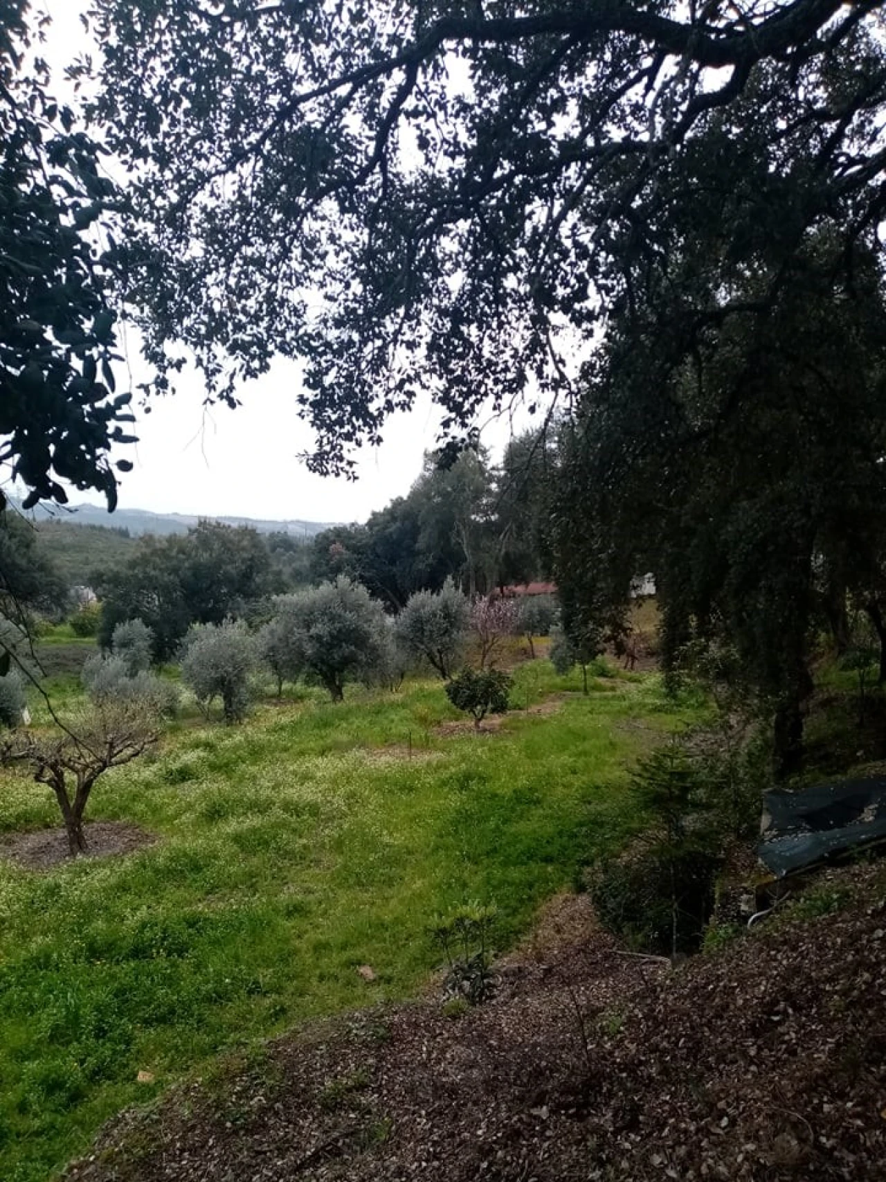 Quinta para Venda em Mação, Penhascoso e Aboboreira Foto 7