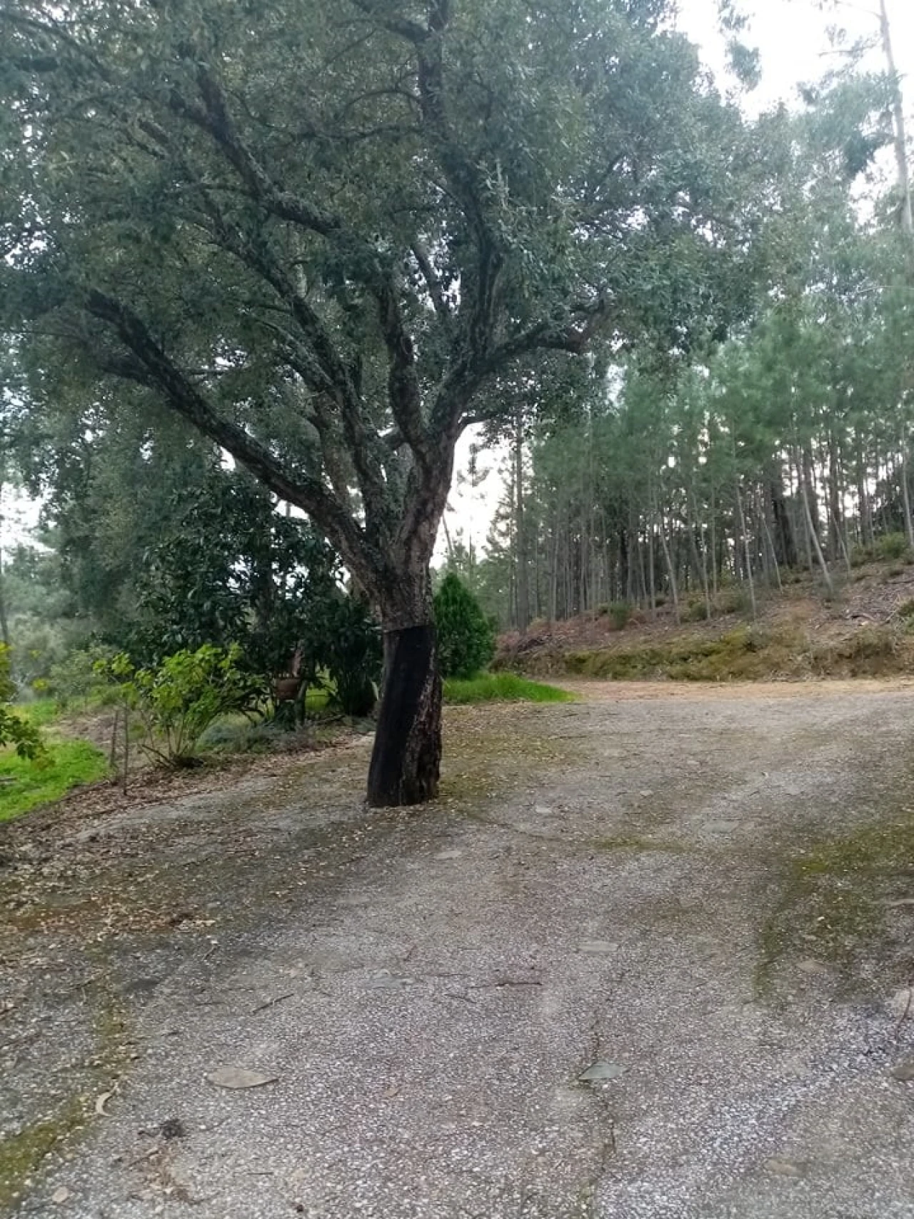 Quinta para Venda em Mação, Penhascoso e Aboboreira Foto 22