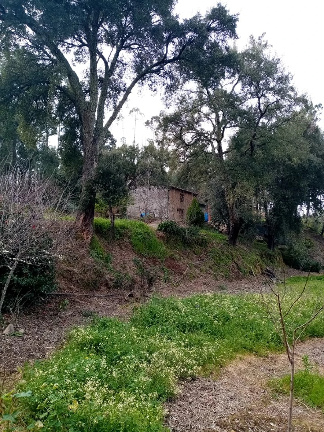 Quinta para Venda em Mação, Penhascoso e Aboboreira Foto 30