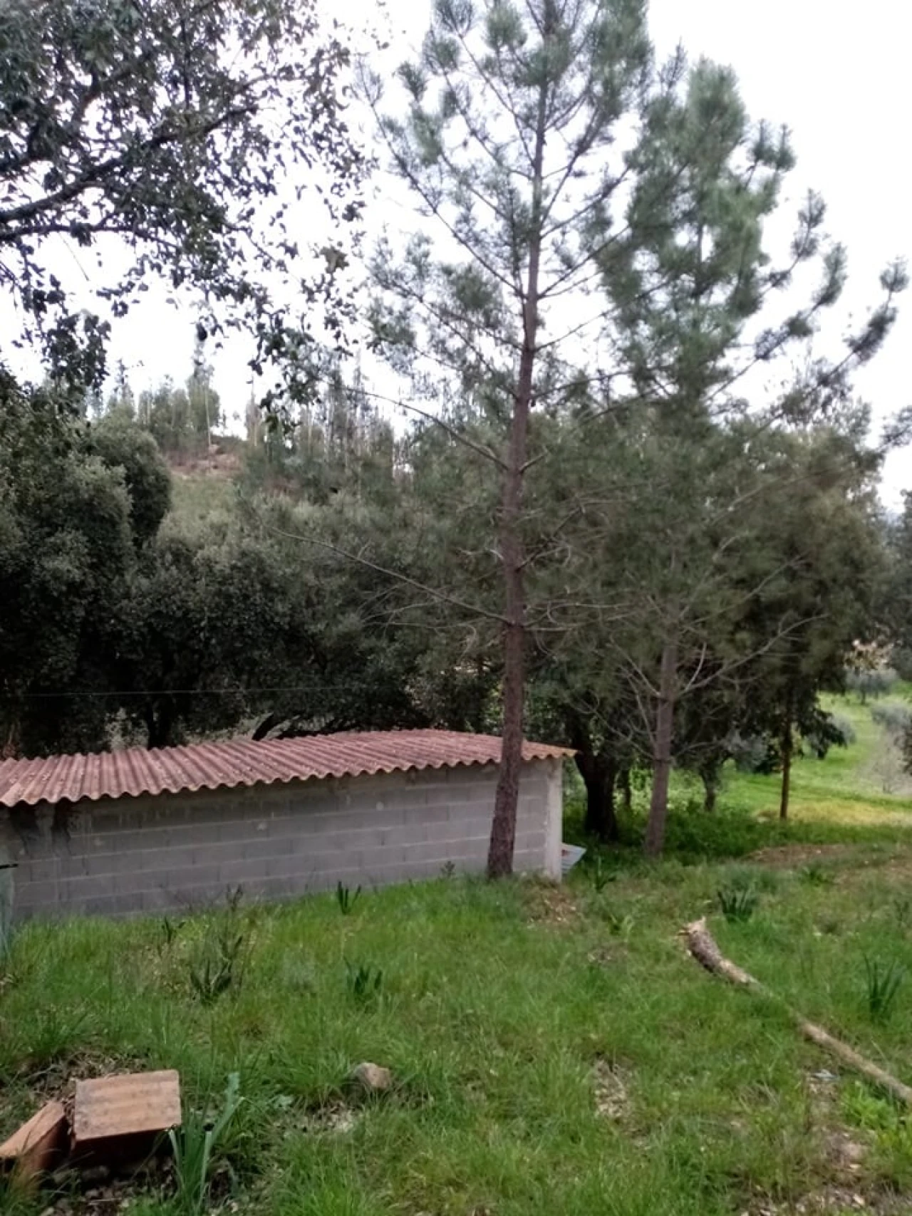 Quinta para Venda em Mação, Penhascoso e Aboboreira Foto 36