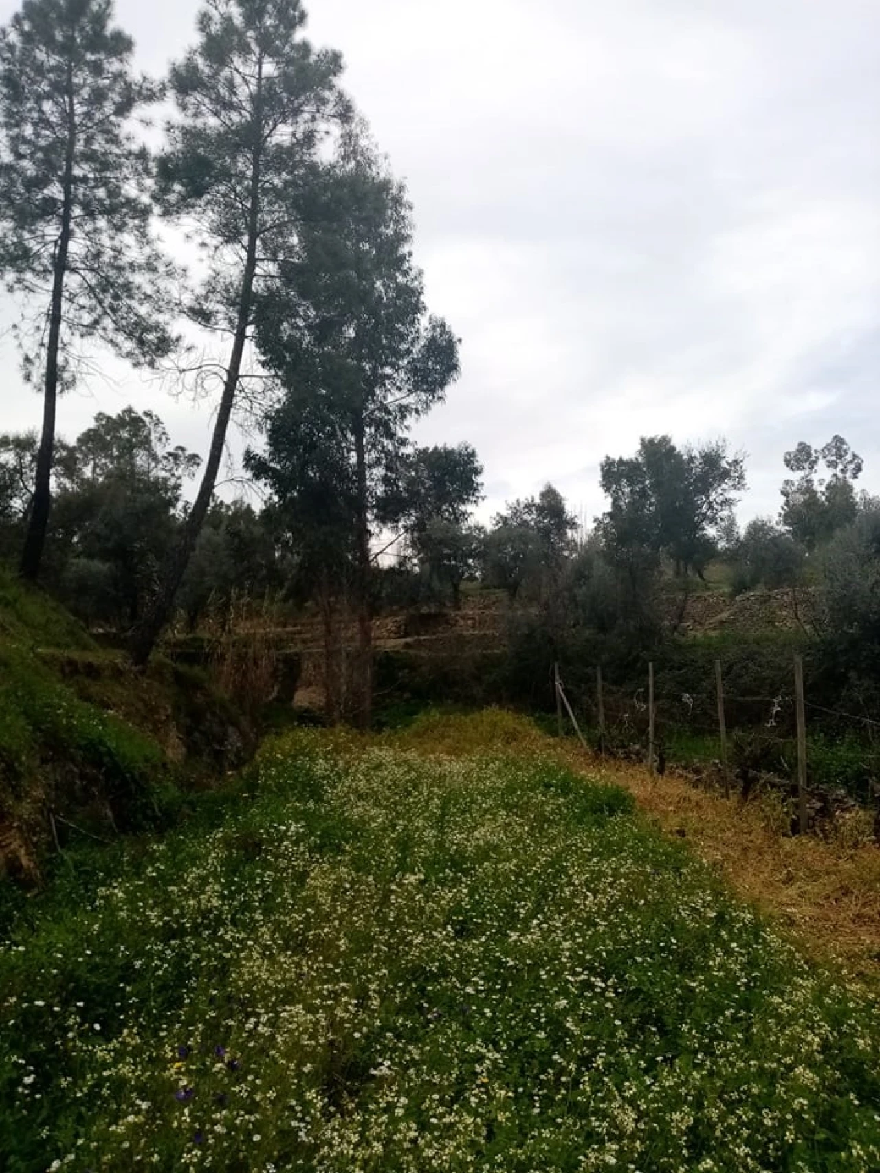Quinta para Venda em Mação, Penhascoso e Aboboreira Foto 41