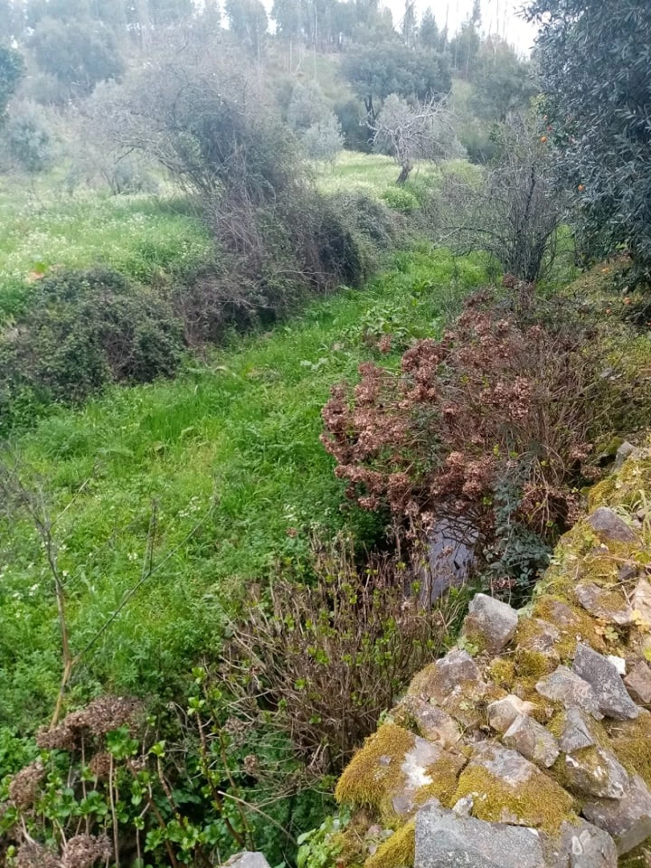 Quinta para Venda em Mação, Penhascoso e Aboboreira Foto 43