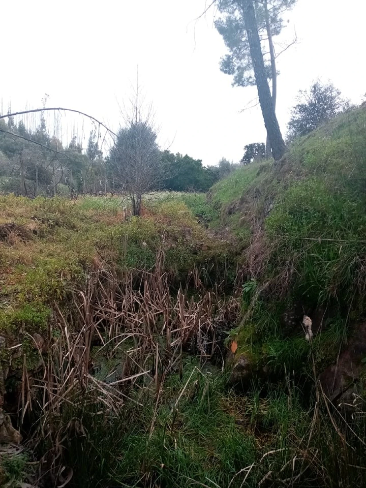 Quinta para Venda em Mação, Penhascoso e Aboboreira Foto 46