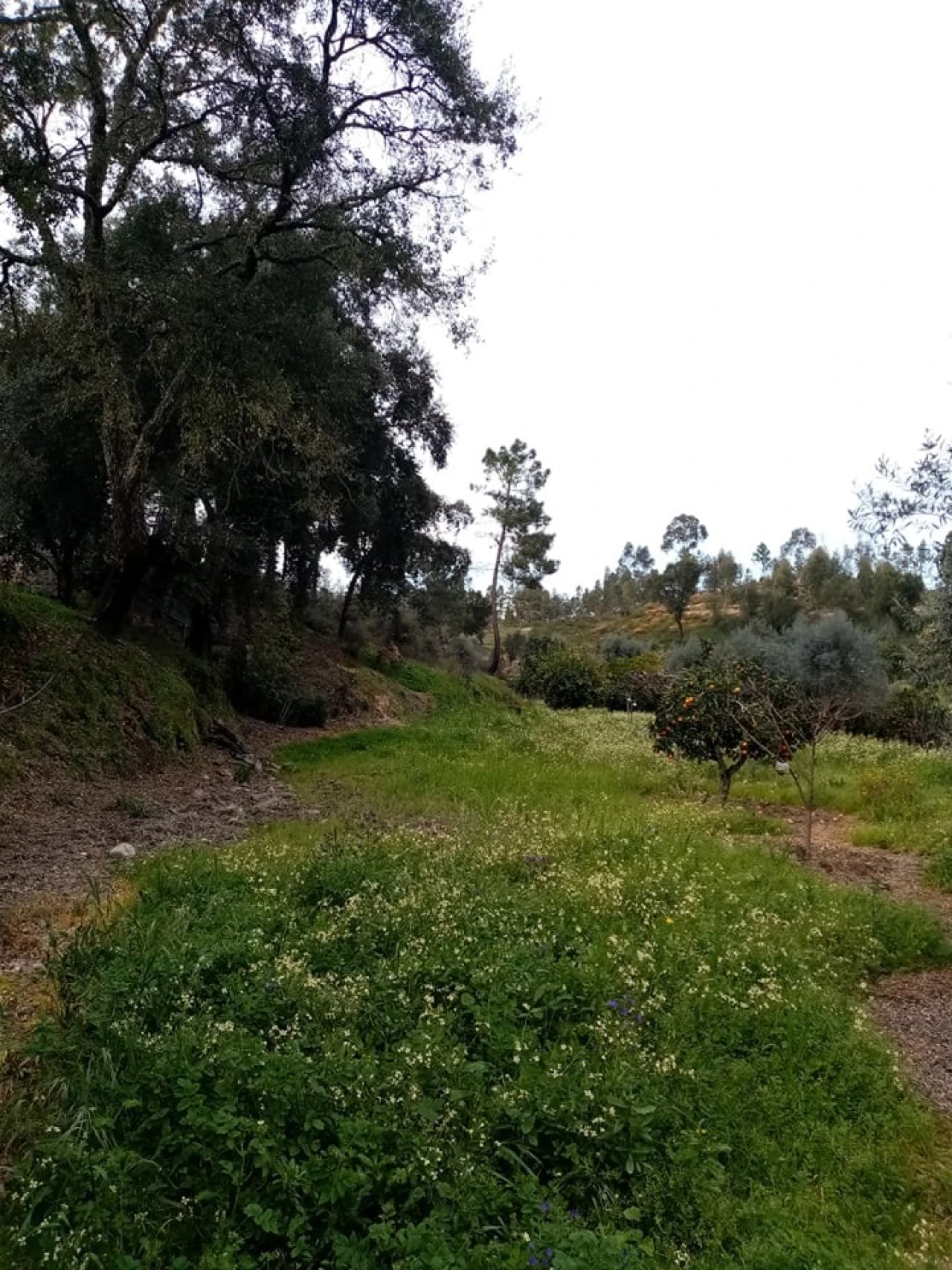 Quinta para Venda em Mação, Penhascoso e Aboboreira Foto 49