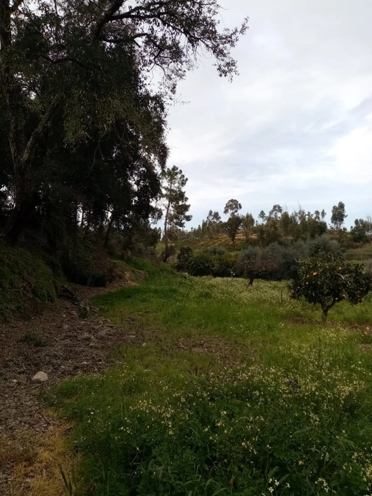 Quinta para Venda em Mação, Penhascoso e Aboboreira Foto 51