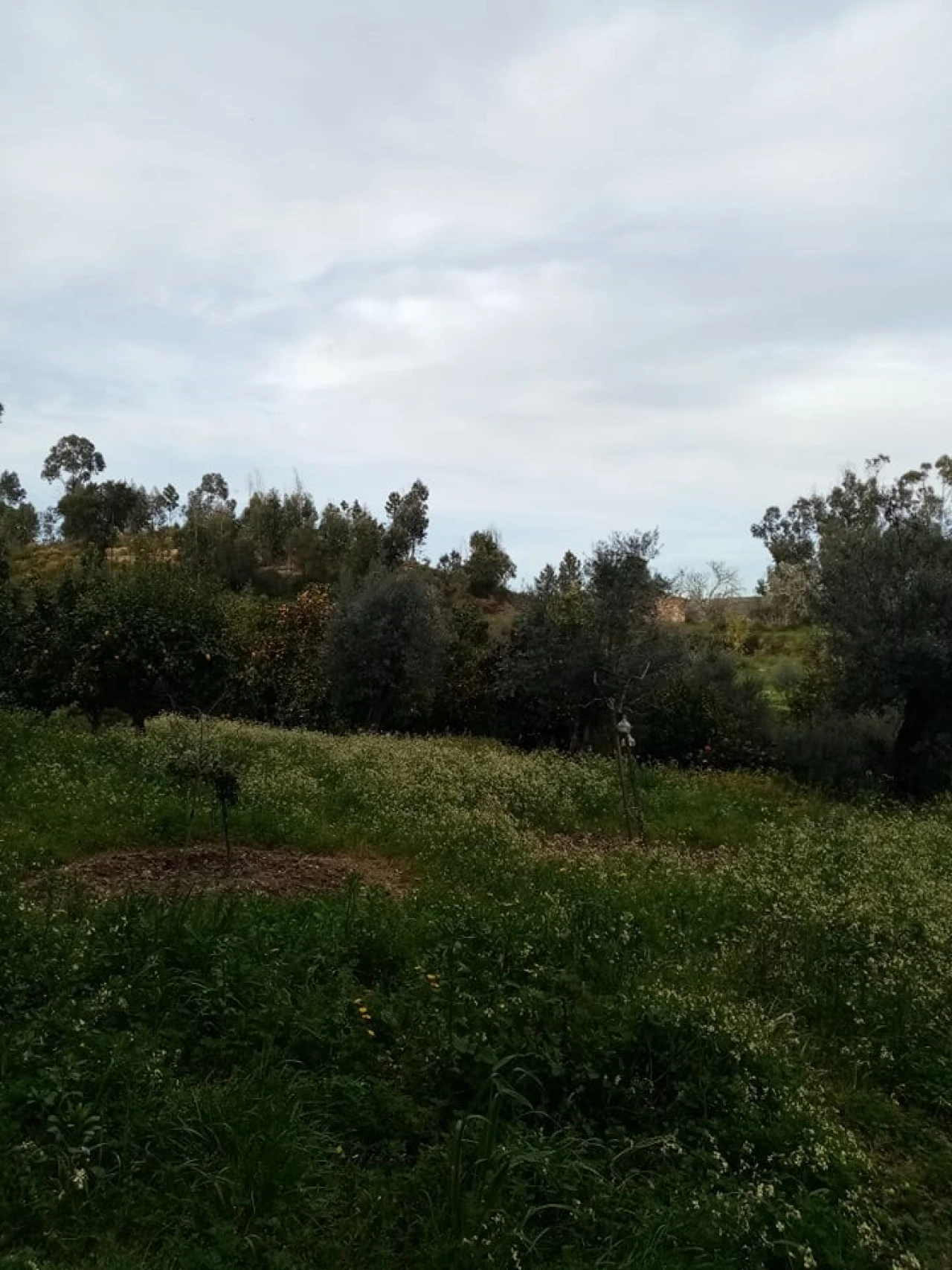 Quinta para Venda em Mação, Penhascoso e Aboboreira Foto 53
