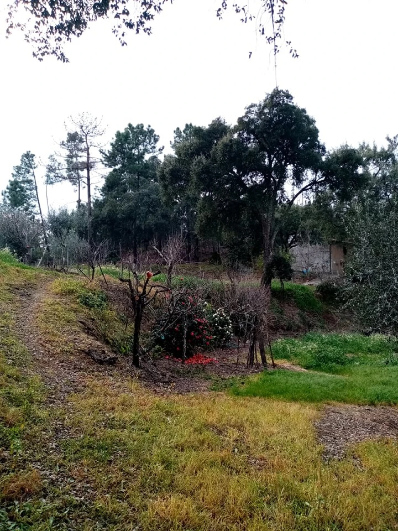 Quinta para Venda em Mação, Penhascoso e Aboboreira Foto 55