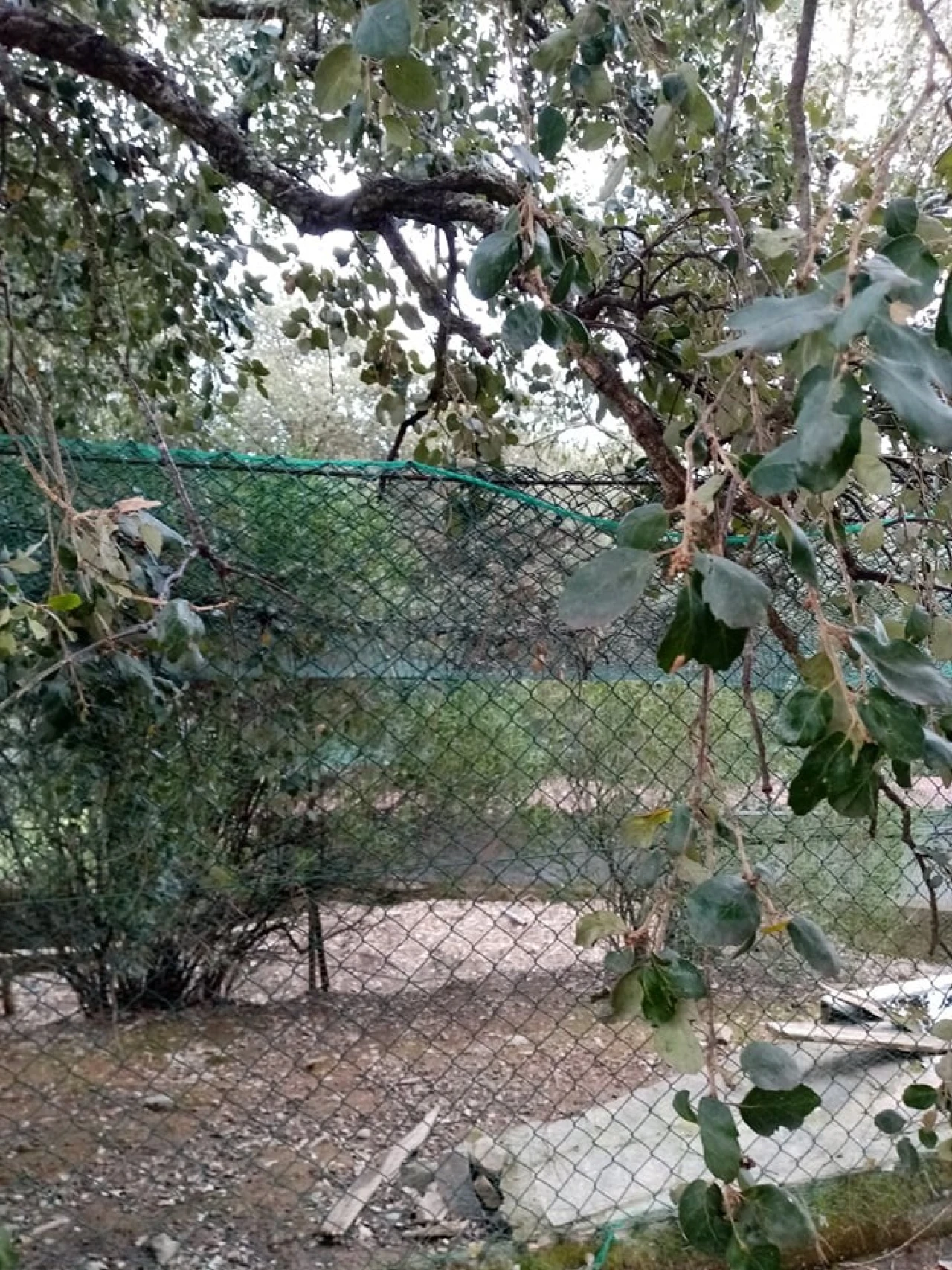 Quinta para Venda em Mação, Penhascoso e Aboboreira Foto 56