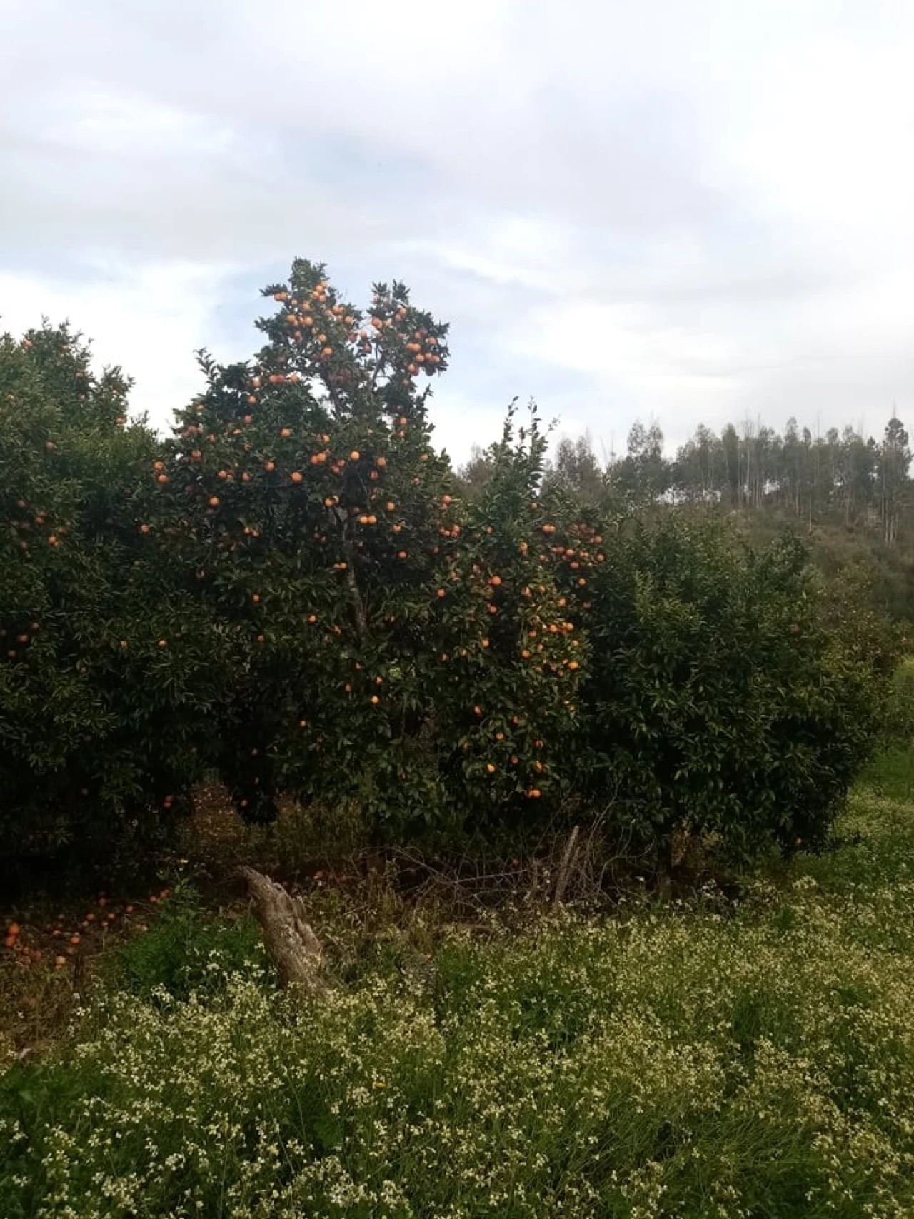 Quinta para Venda em Mação, Penhascoso e Aboboreira Foto 57
