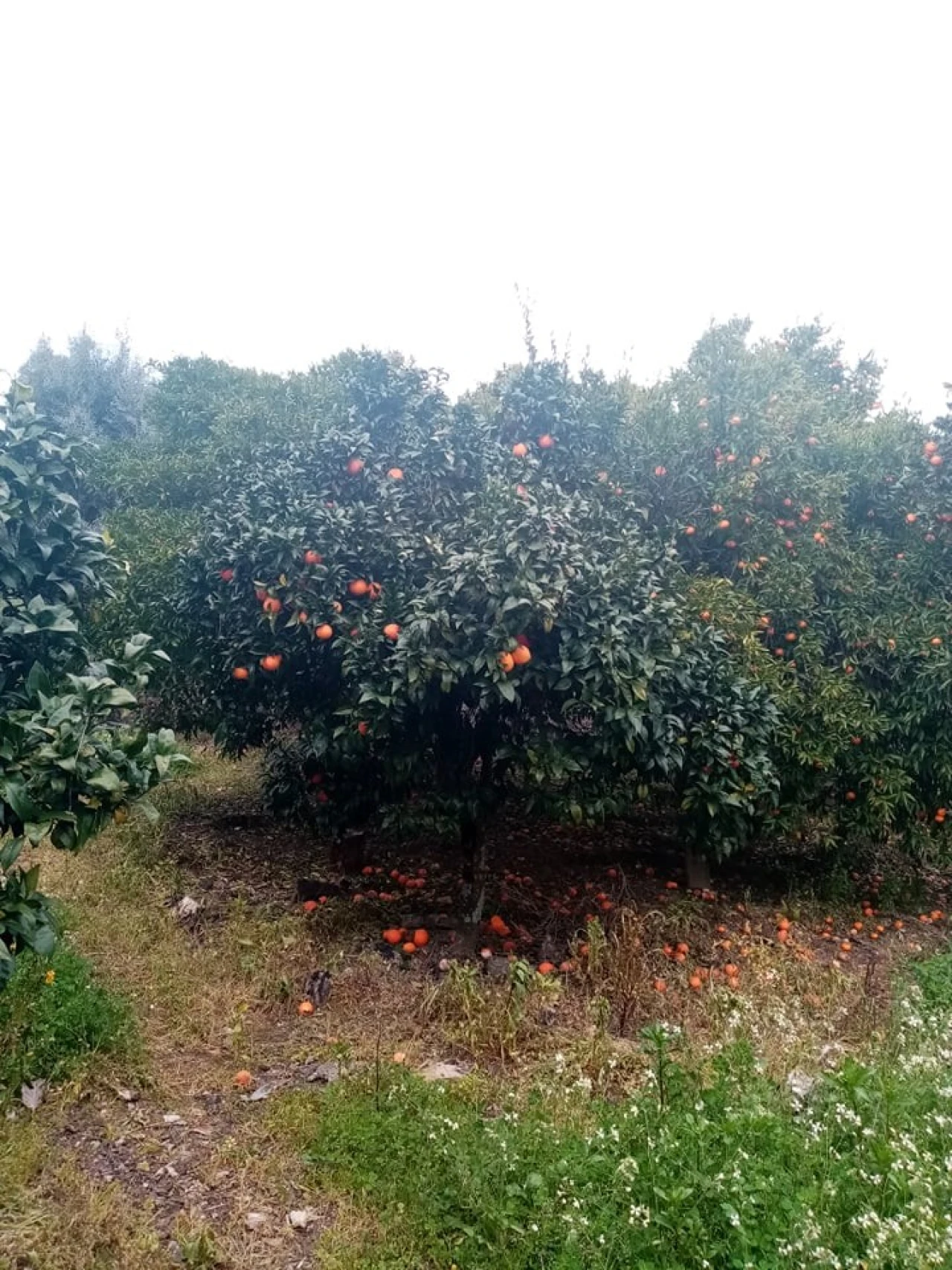 Quinta para Venda em Mação, Penhascoso e Aboboreira Foto 59