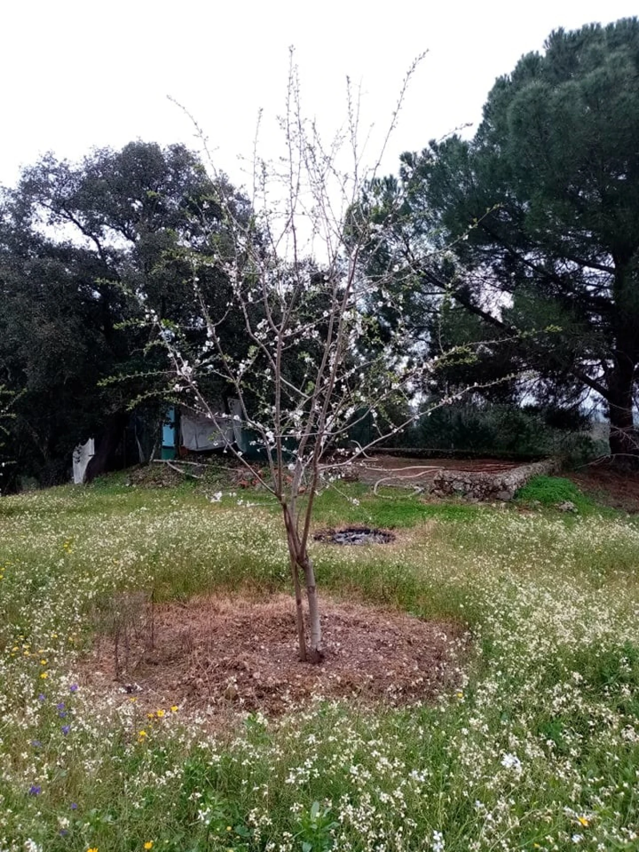 Quinta para Venda em Mação, Penhascoso e Aboboreira Foto 62