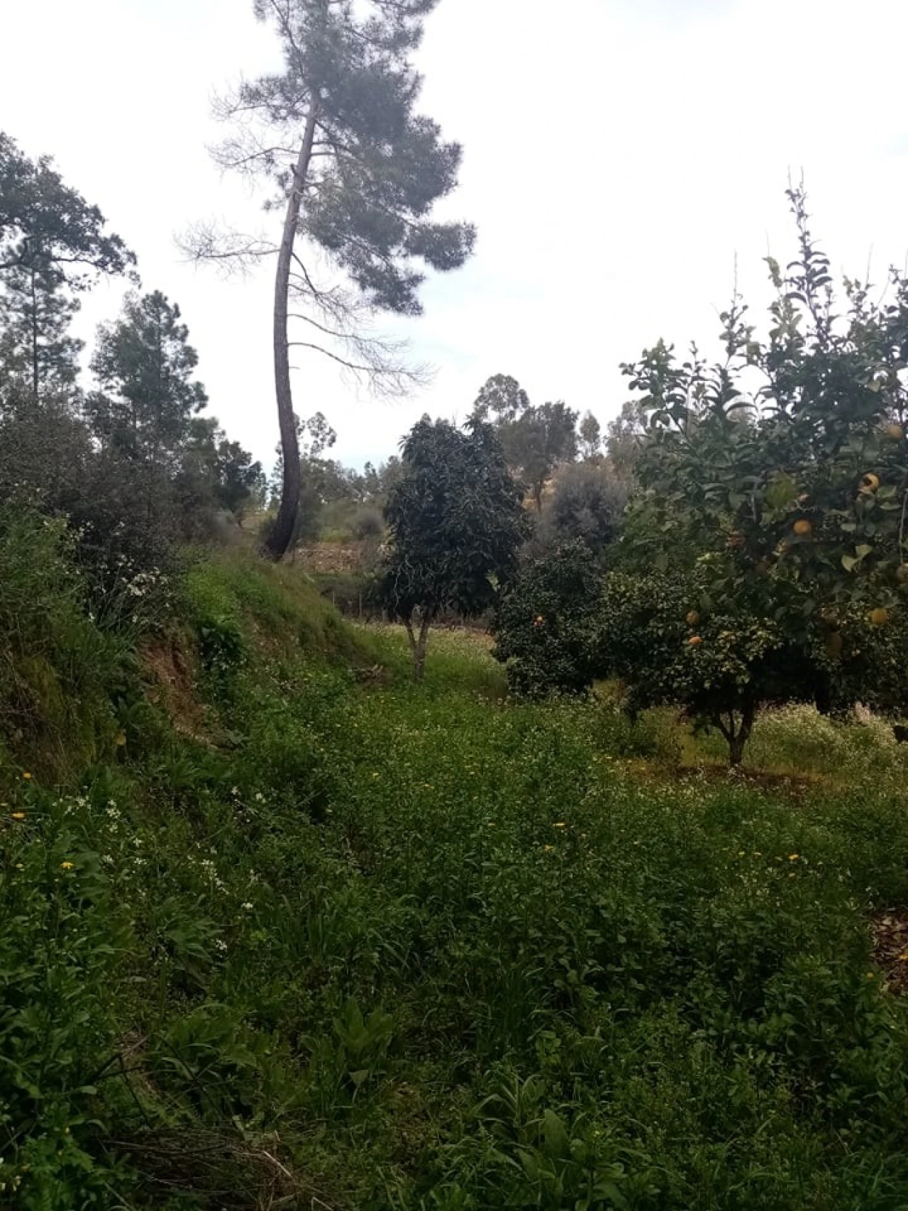 Quinta para Venda em Mação, Penhascoso e Aboboreira Foto 63