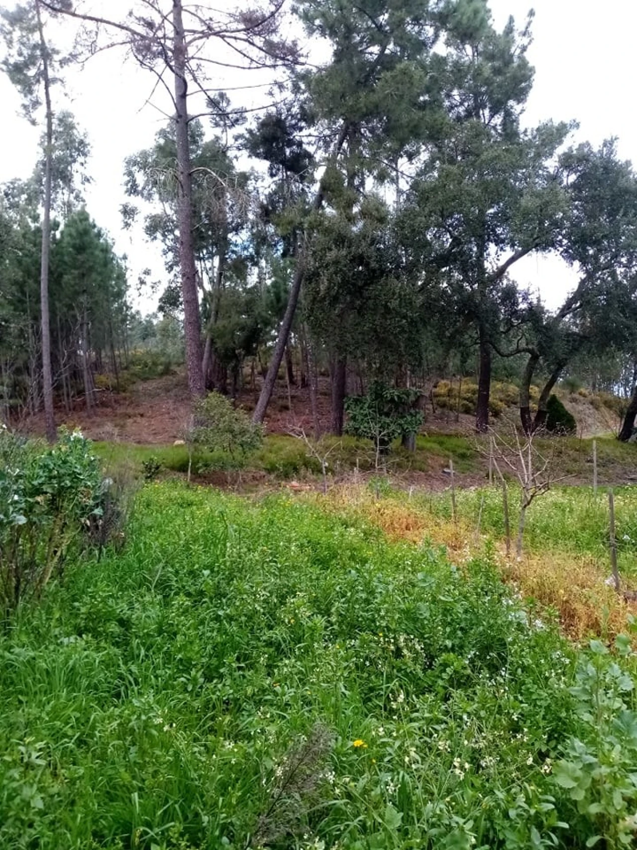 Quinta para Venda em Mação, Penhascoso e Aboboreira Foto 65