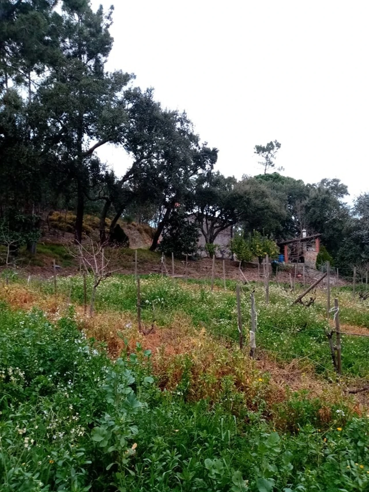Quinta para Venda em Mação, Penhascoso e Aboboreira Foto 66