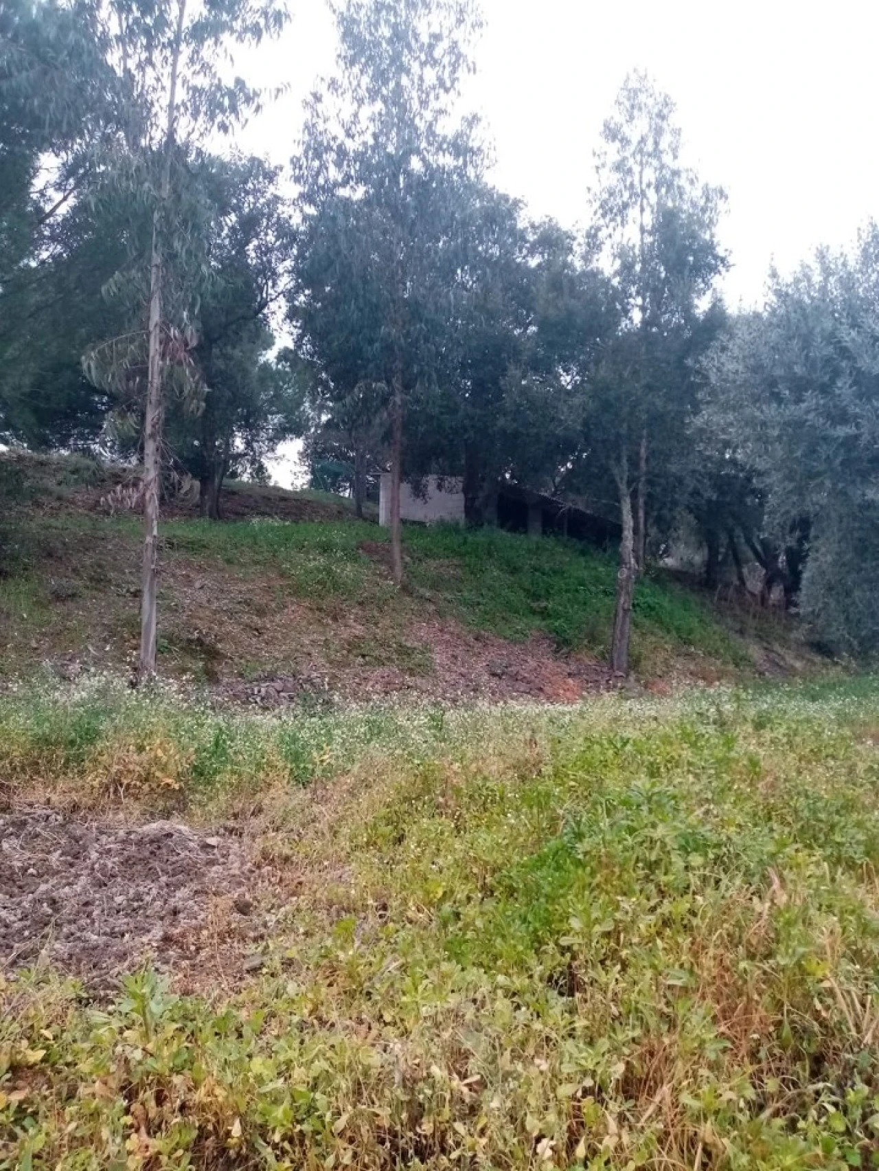 Quinta para Venda em Mação, Penhascoso e Aboboreira Foto 70