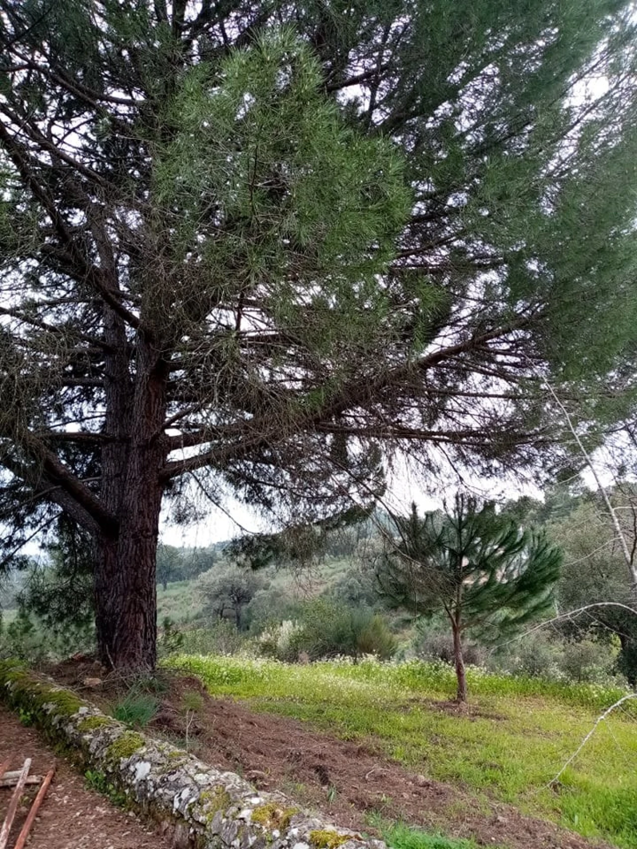 Quinta para Venda em Mação, Penhascoso e Aboboreira Foto 71