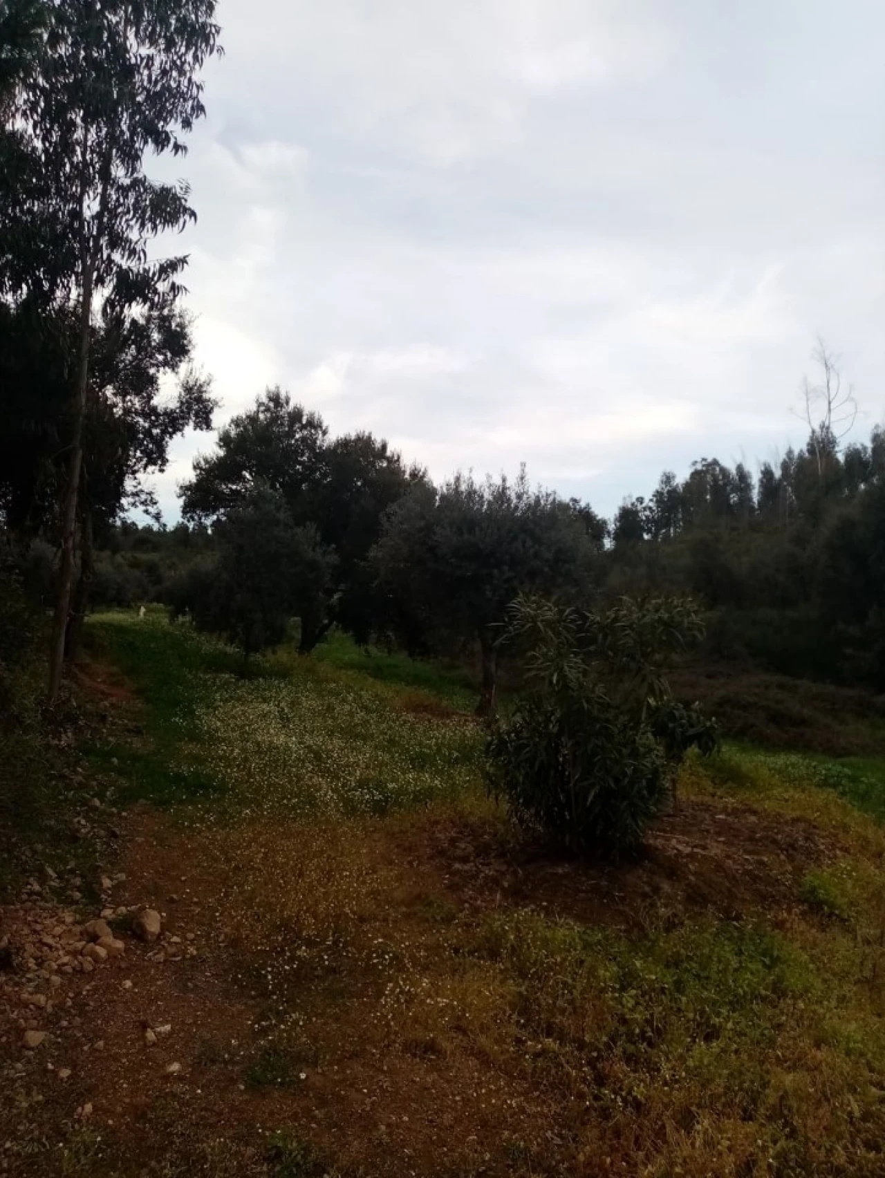 Quinta para Venda em Mação, Penhascoso e Aboboreira Foto 72