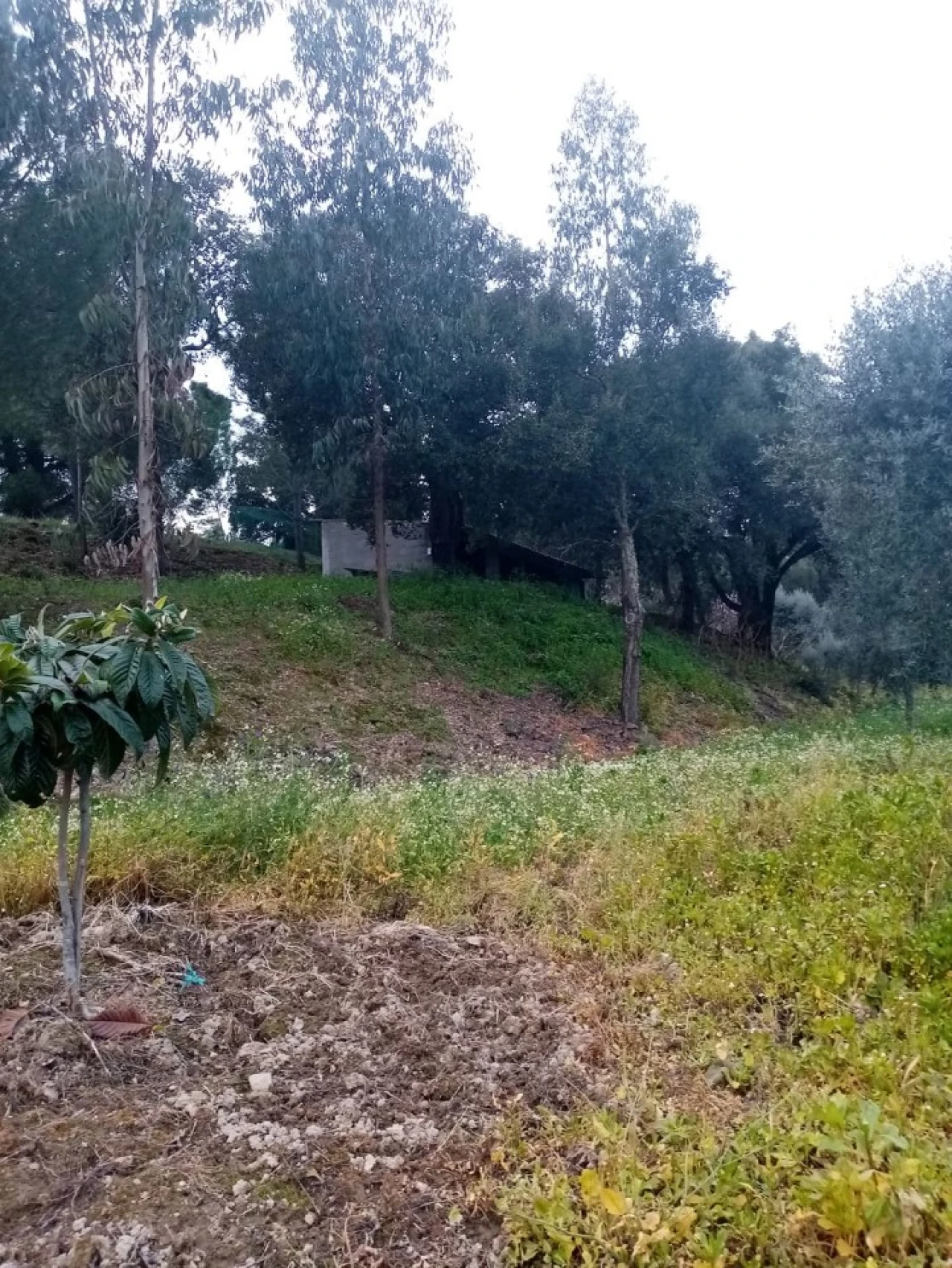 Quinta para Venda em Mação, Penhascoso e Aboboreira Foto 73