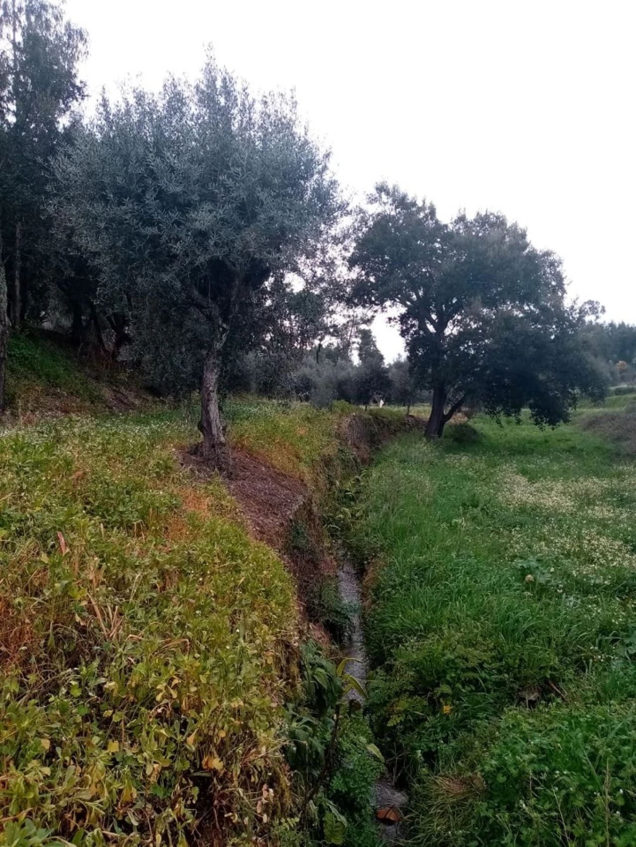 Quinta para Venda em Mação, Penhascoso e Aboboreira Foto 76