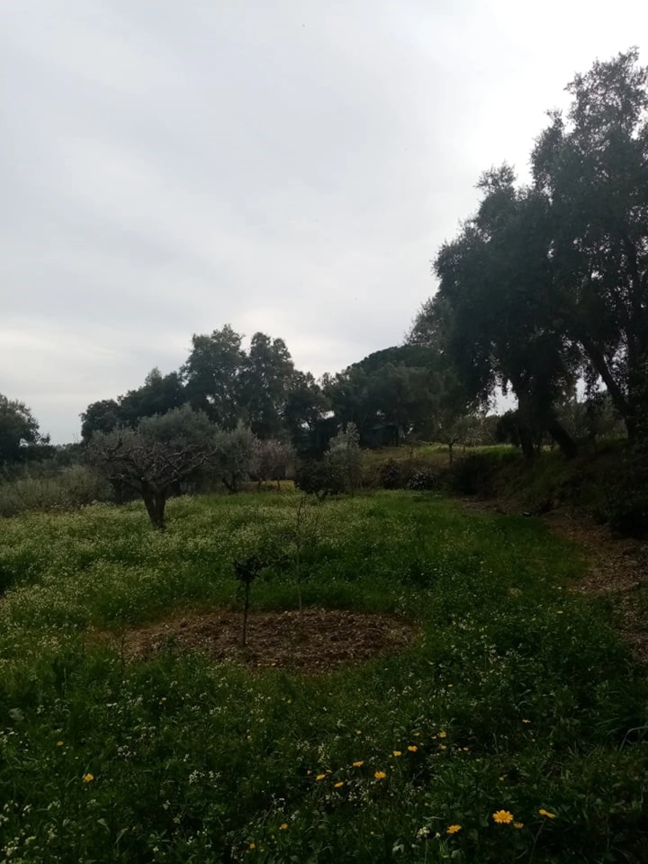 Quinta para Venda em Mação, Penhascoso e Aboboreira Foto 77