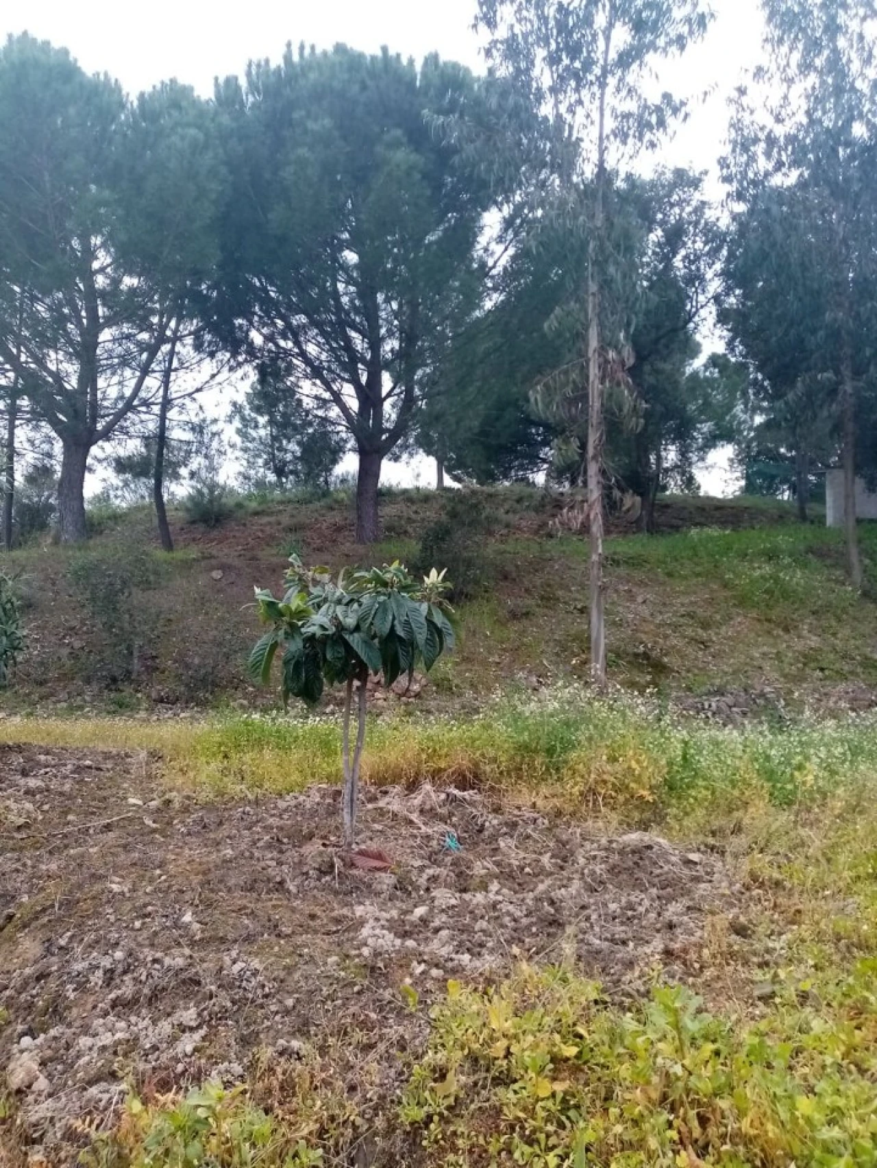 Quinta para Venda em Mação, Penhascoso e Aboboreira Foto 80