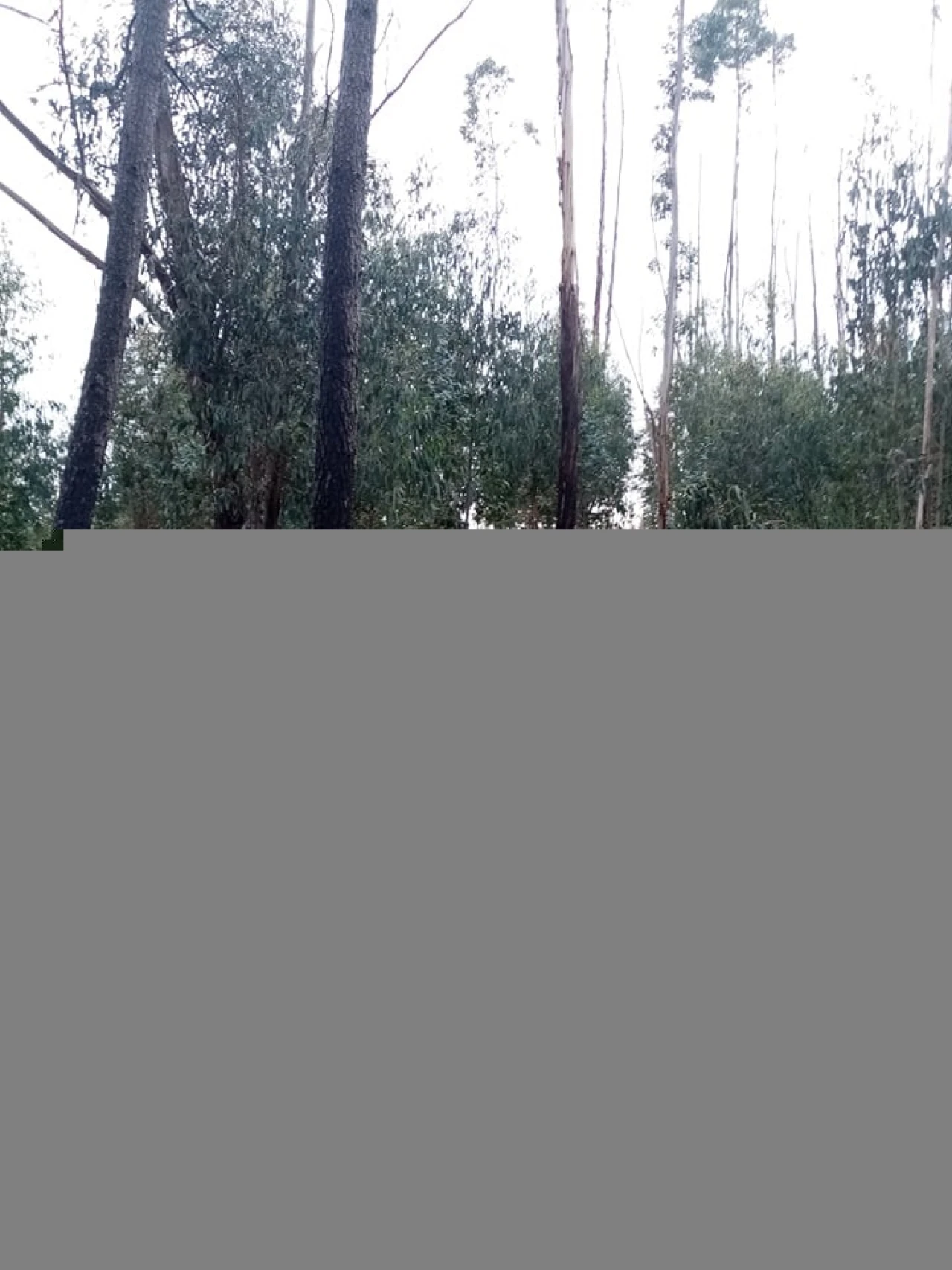 Quinta para Venda em Mação, Penhascoso e Aboboreira Foto 82