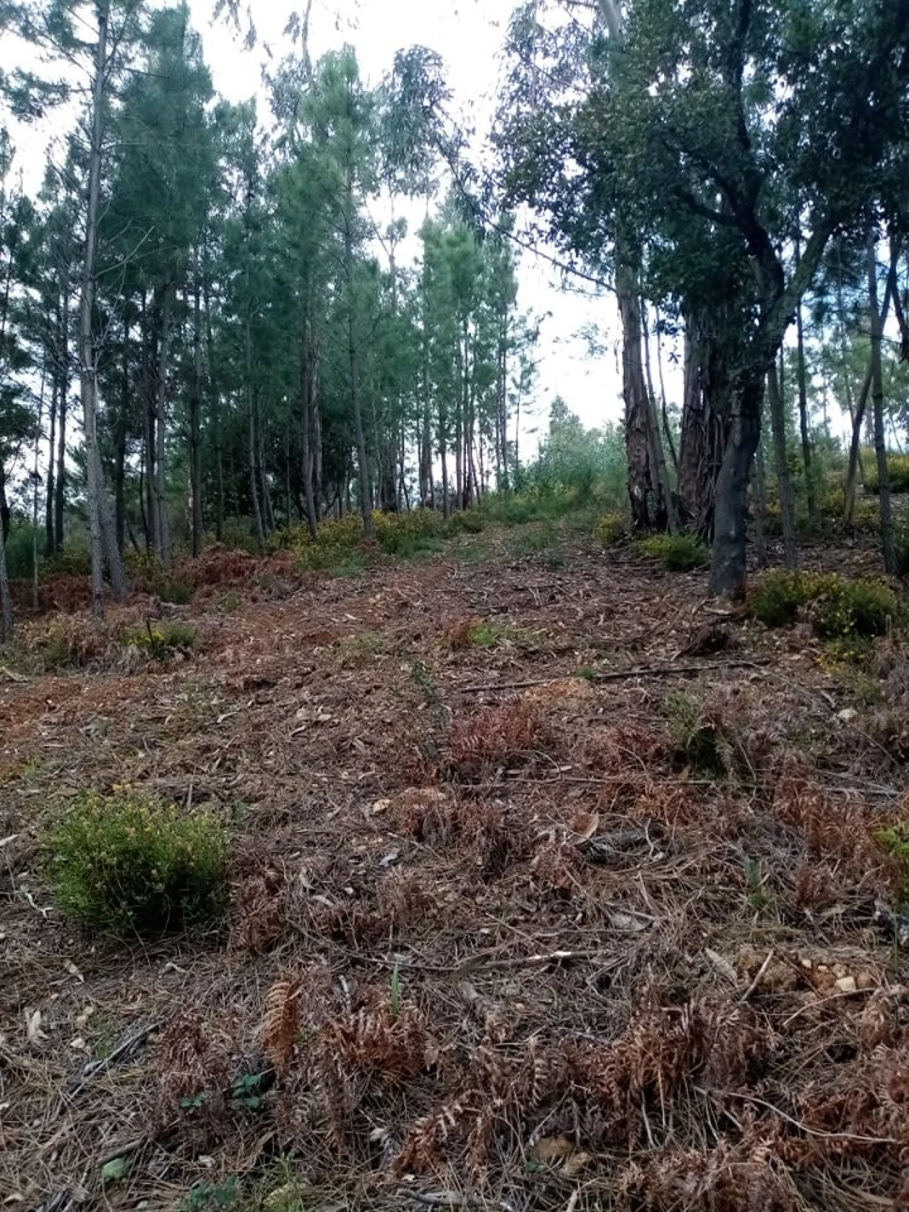 Quinta para Venda em Mação, Penhascoso e Aboboreira Foto 83