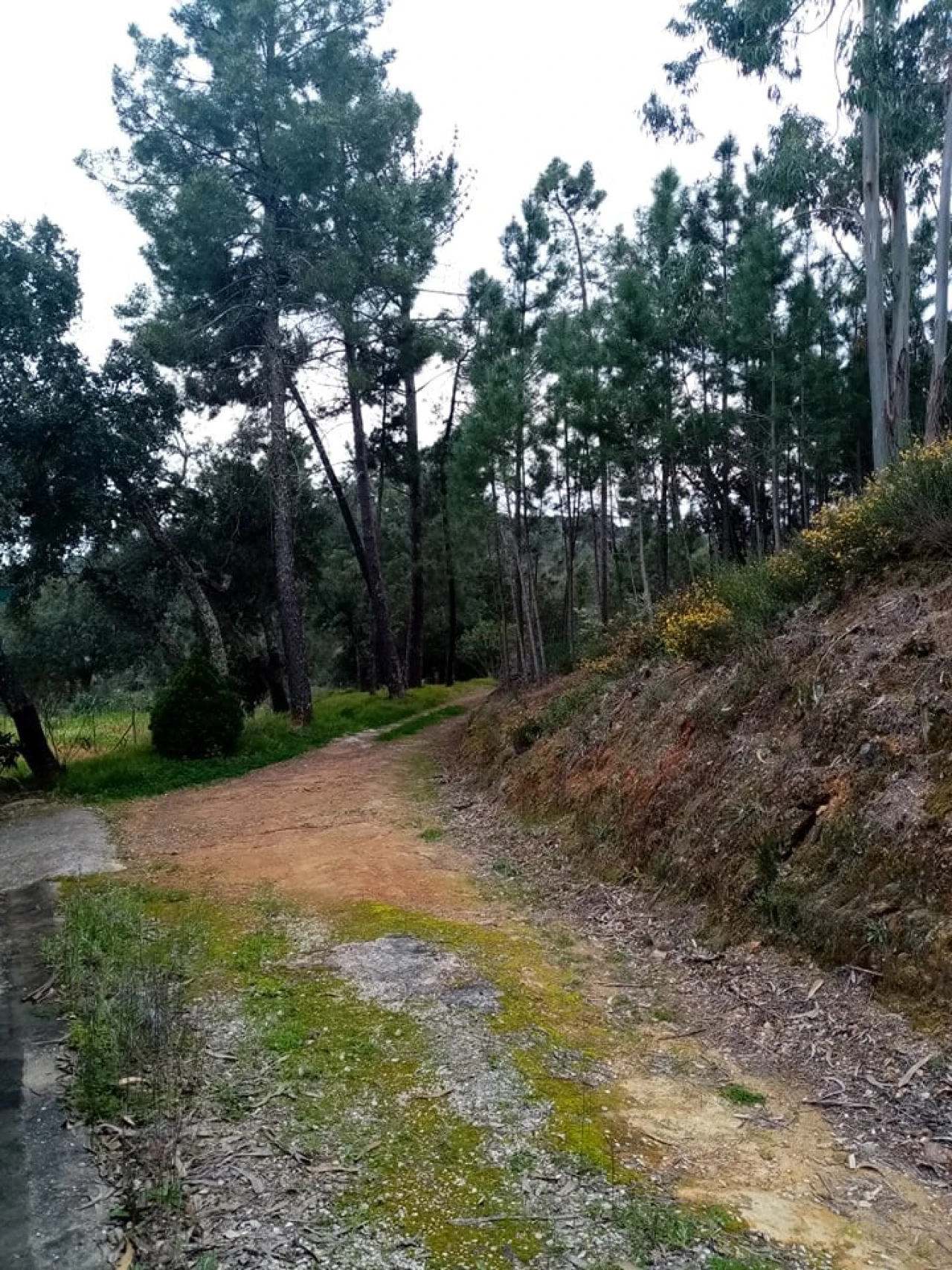 Quinta para Venda em Mação, Penhascoso e Aboboreira Foto 84