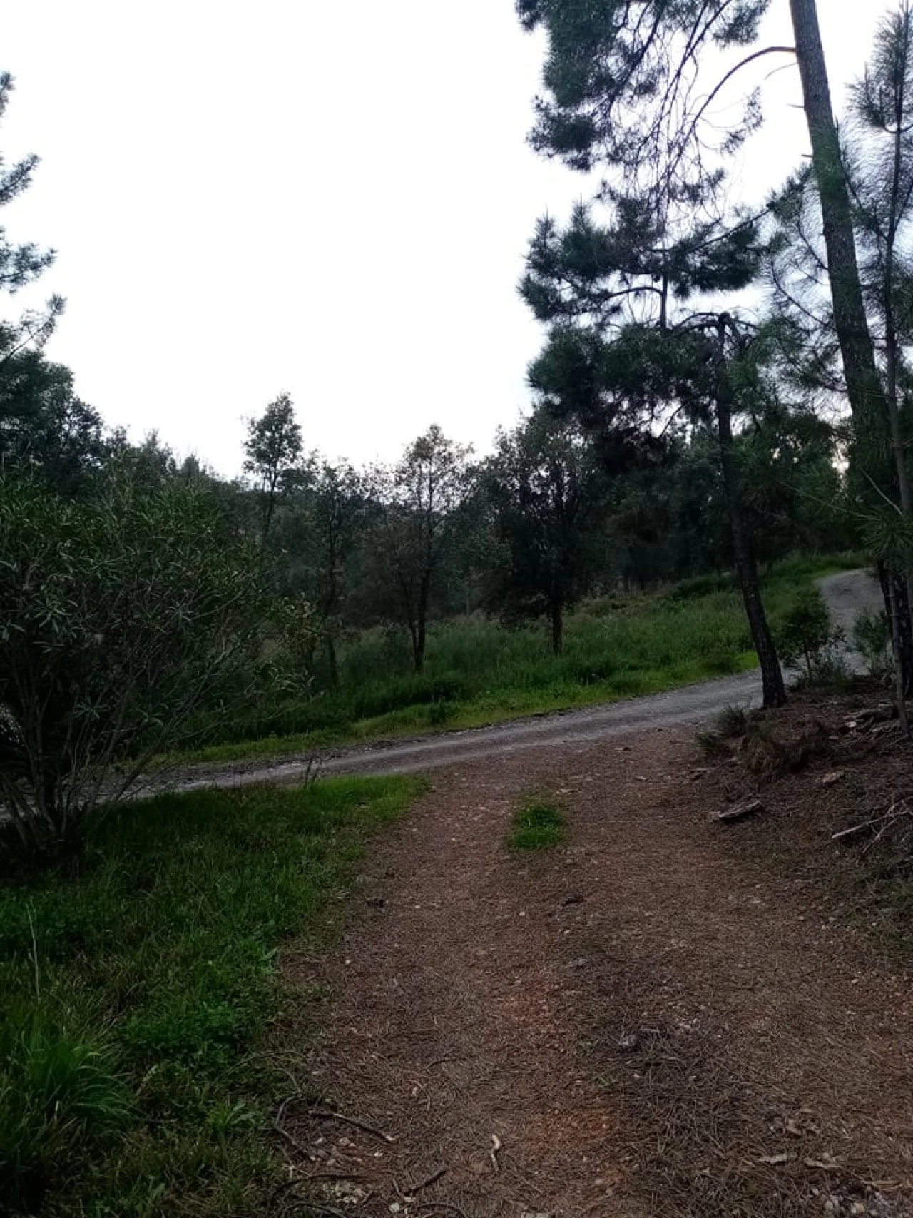 Quinta para Venda em Mação, Penhascoso e Aboboreira Foto 85