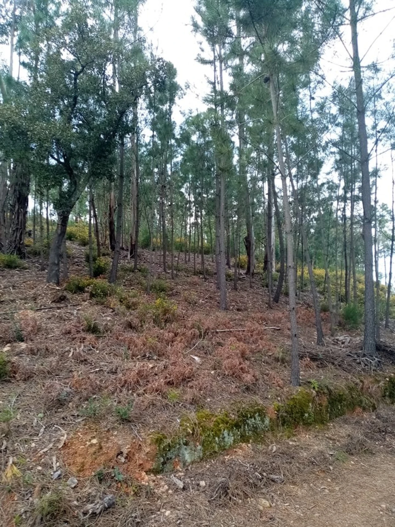 Quinta para Venda em Mação, Penhascoso e Aboboreira Foto 86