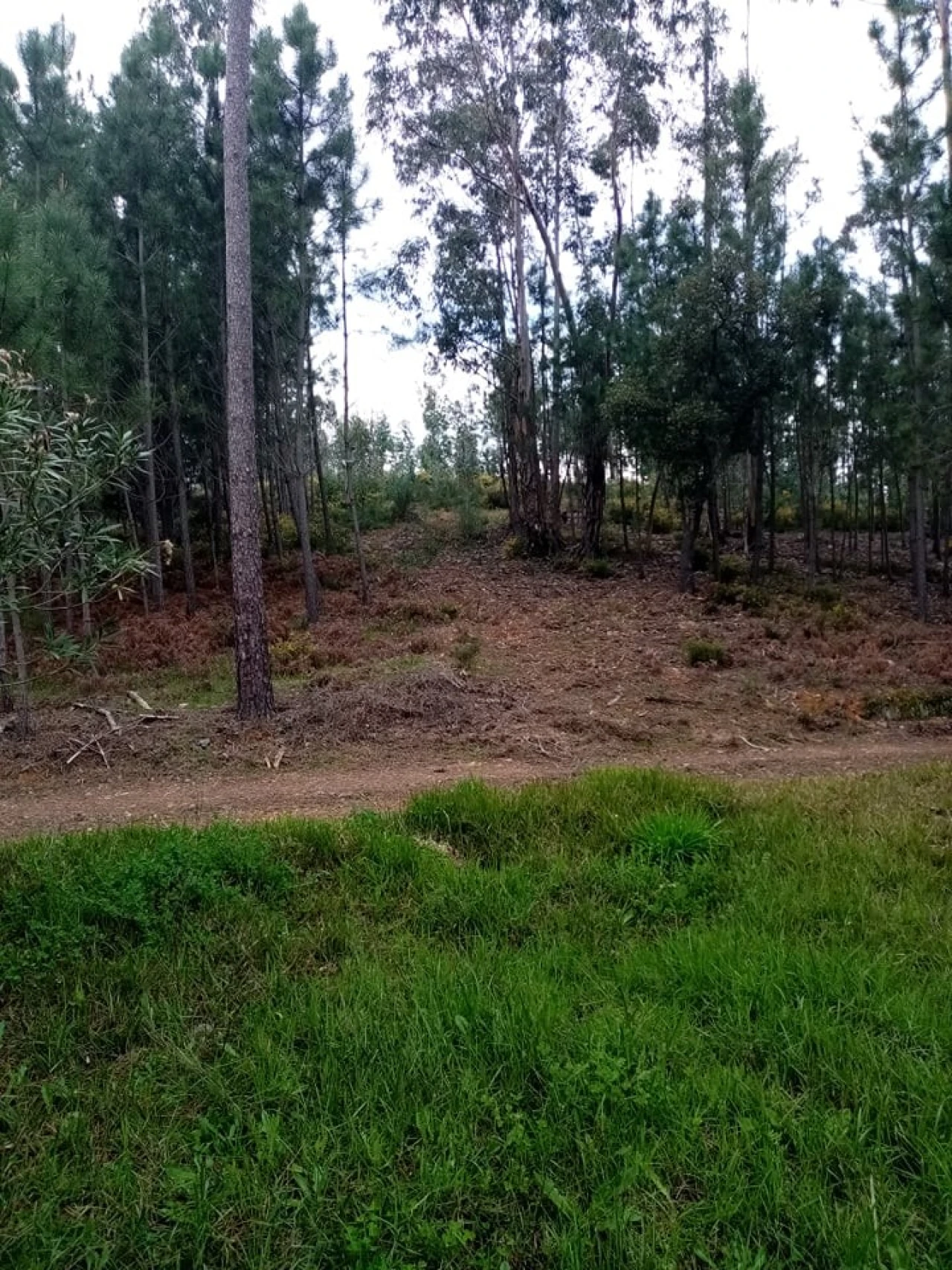Quinta para Venda em Mação, Penhascoso e Aboboreira Foto 89