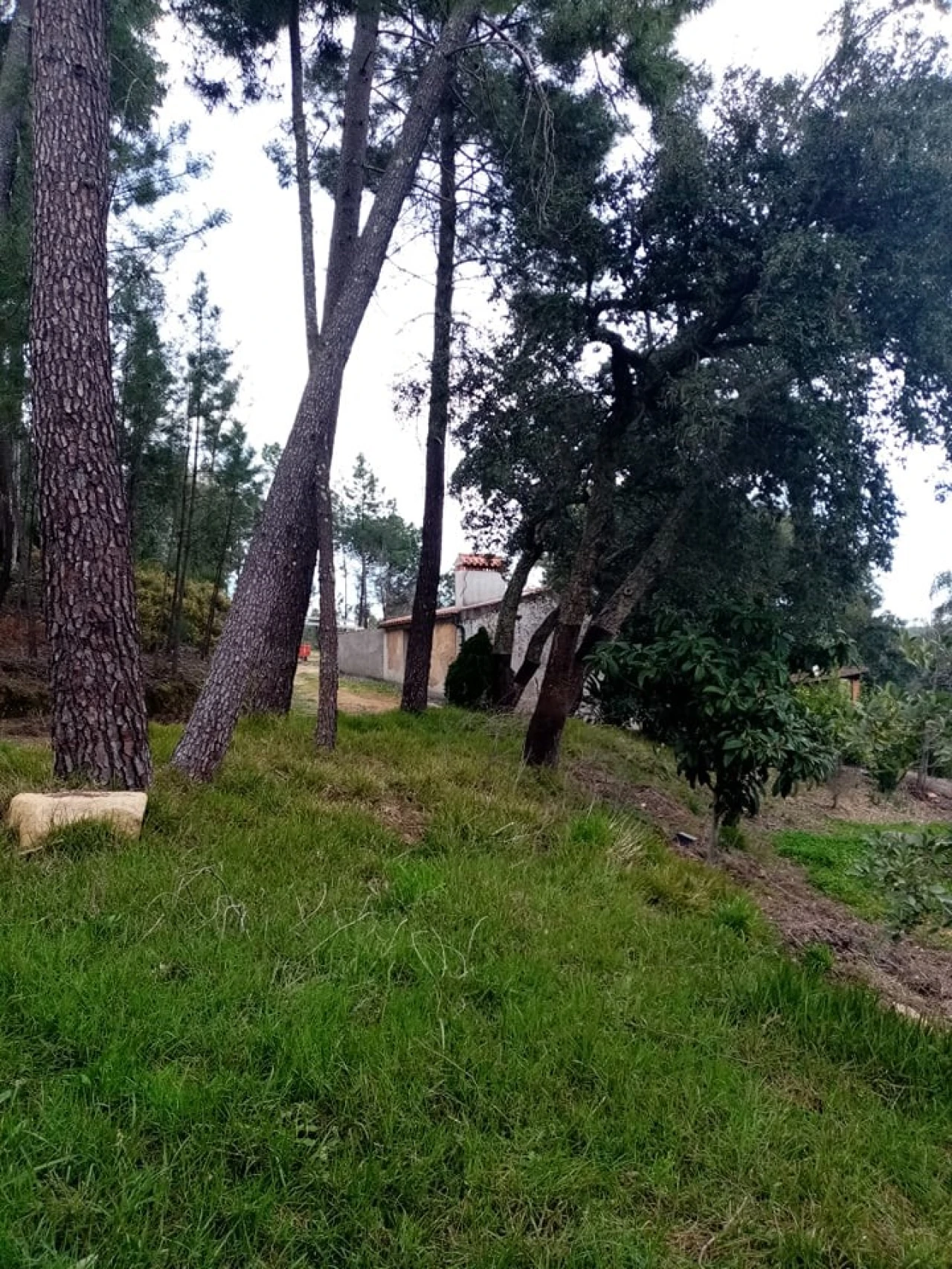 Quinta para Venda em Mação, Penhascoso e Aboboreira Foto 91