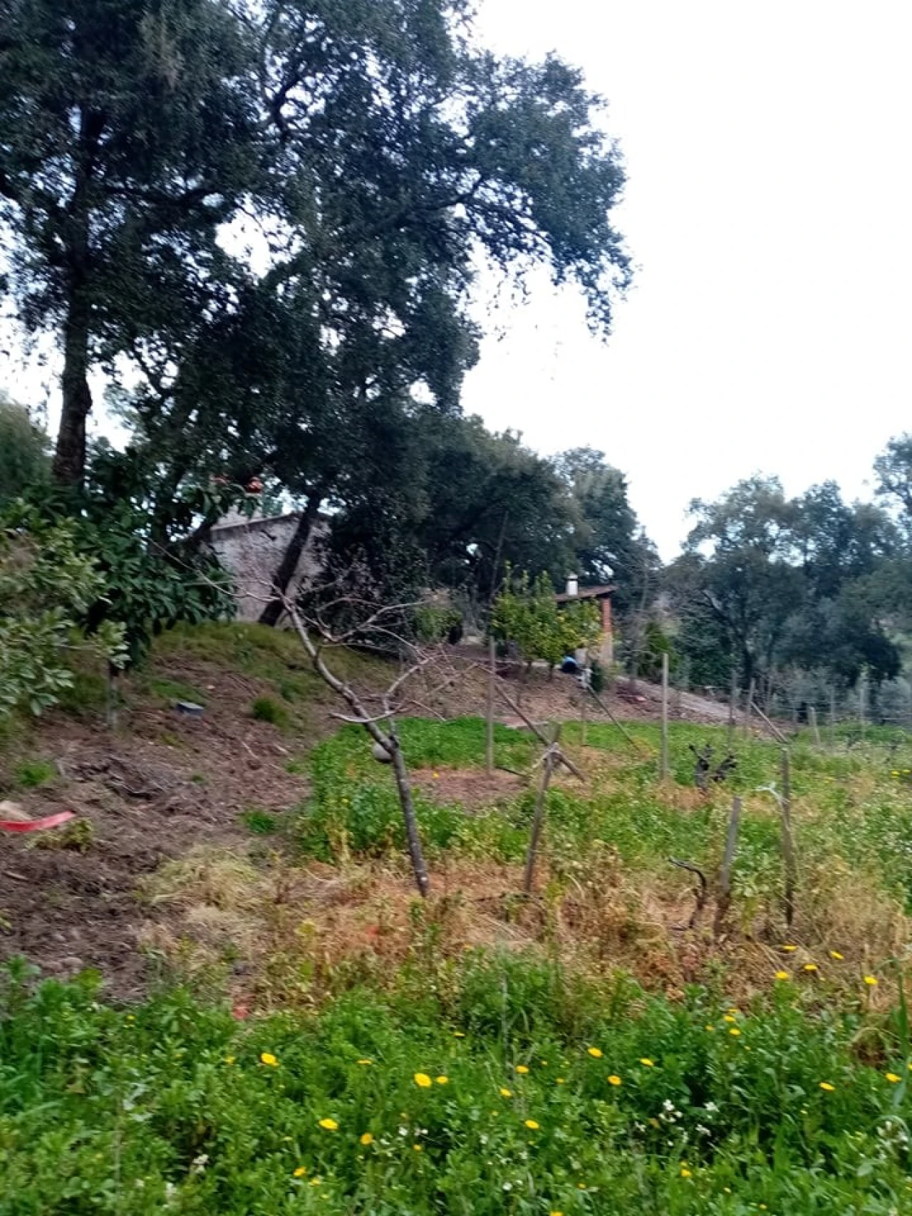 Quinta para Venda em Mação, Penhascoso e Aboboreira Foto 92