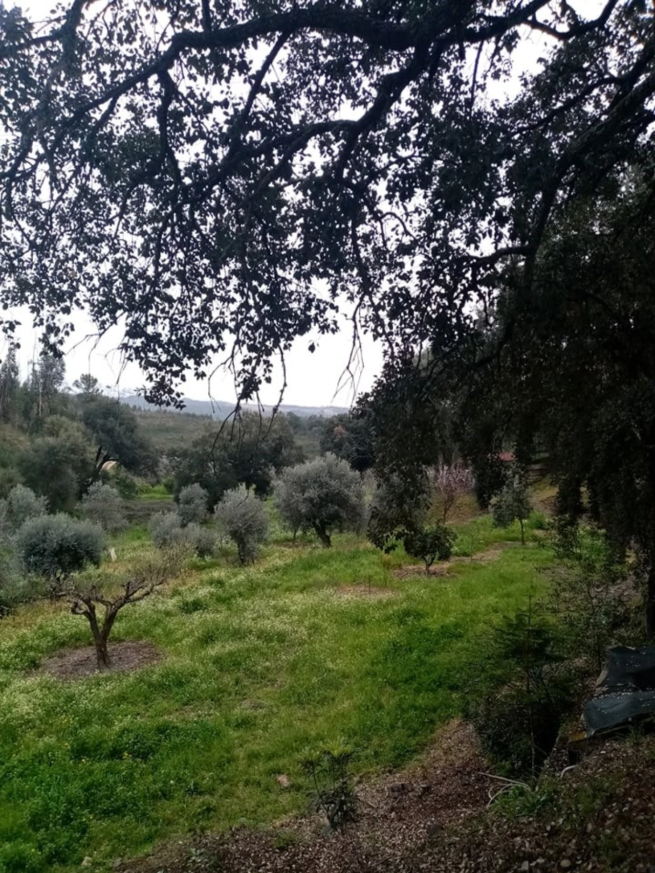 Quinta para Venda em Mação, Penhascoso e Aboboreira Foto 95