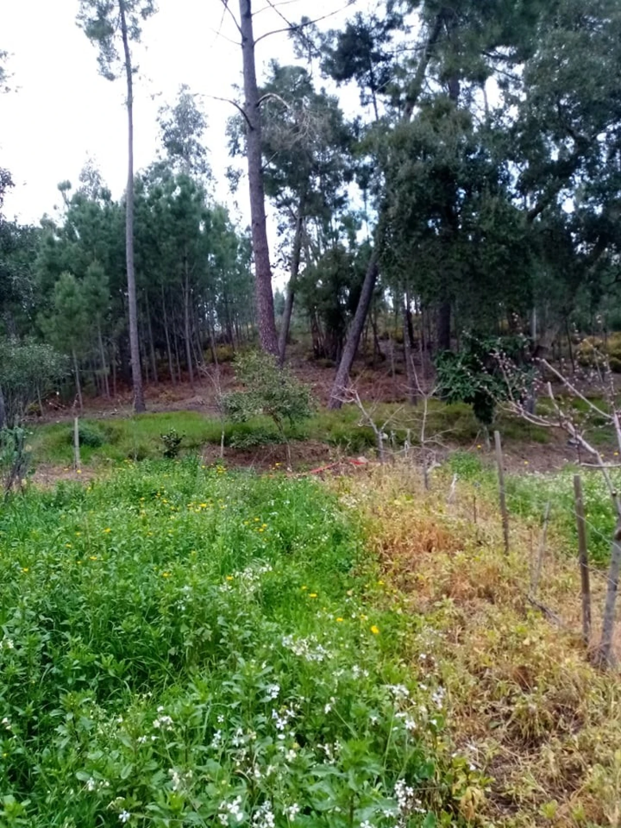 Quinta para Venda em Mação, Penhascoso e Aboboreira Foto 97