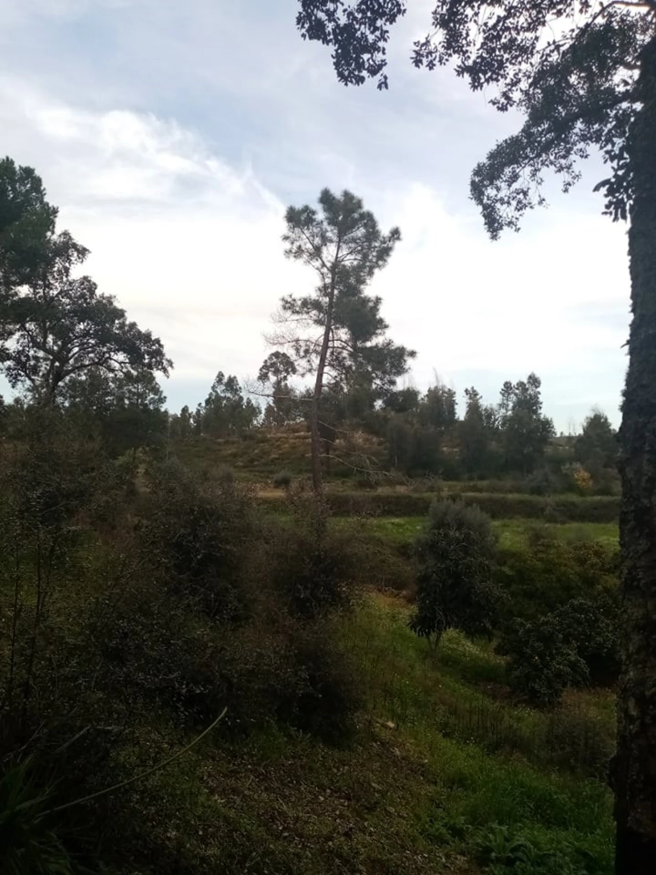 Quinta para Venda em Mação, Penhascoso e Aboboreira Foto 102