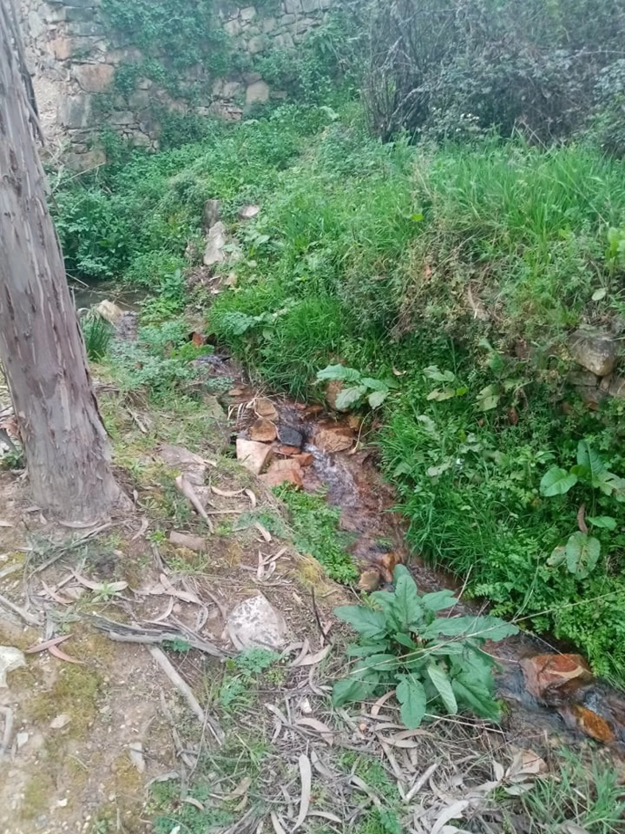 Quinta para Venda em Mação, Penhascoso e Aboboreira Foto 103